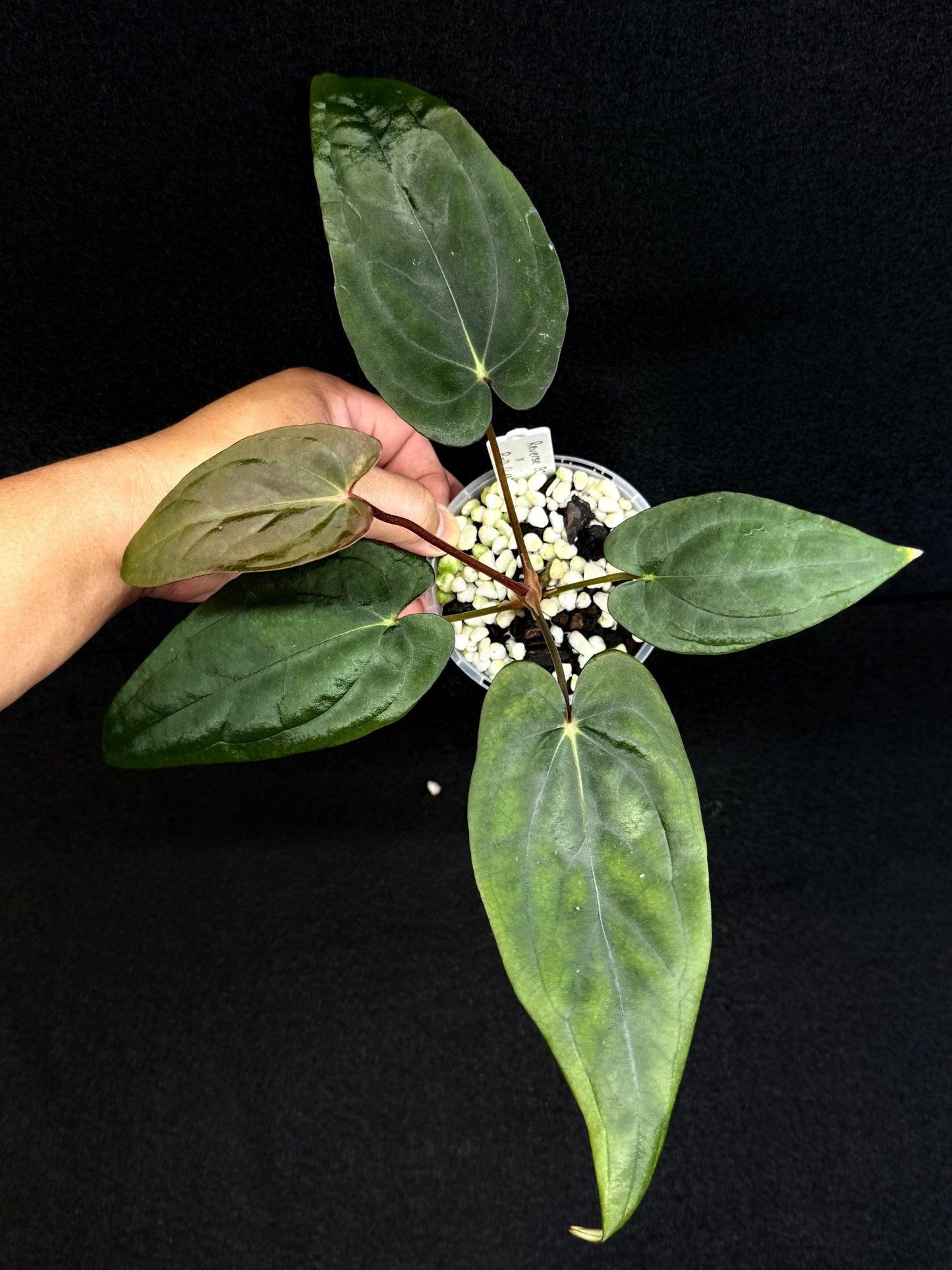 Anthurium Hybrid - Reverse BC x PxD (Las) D75