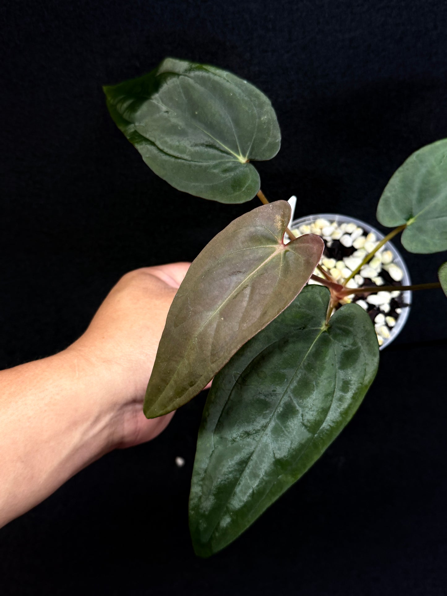 Anthurium Hybrid - Reverse BC x PxD (Las) D75