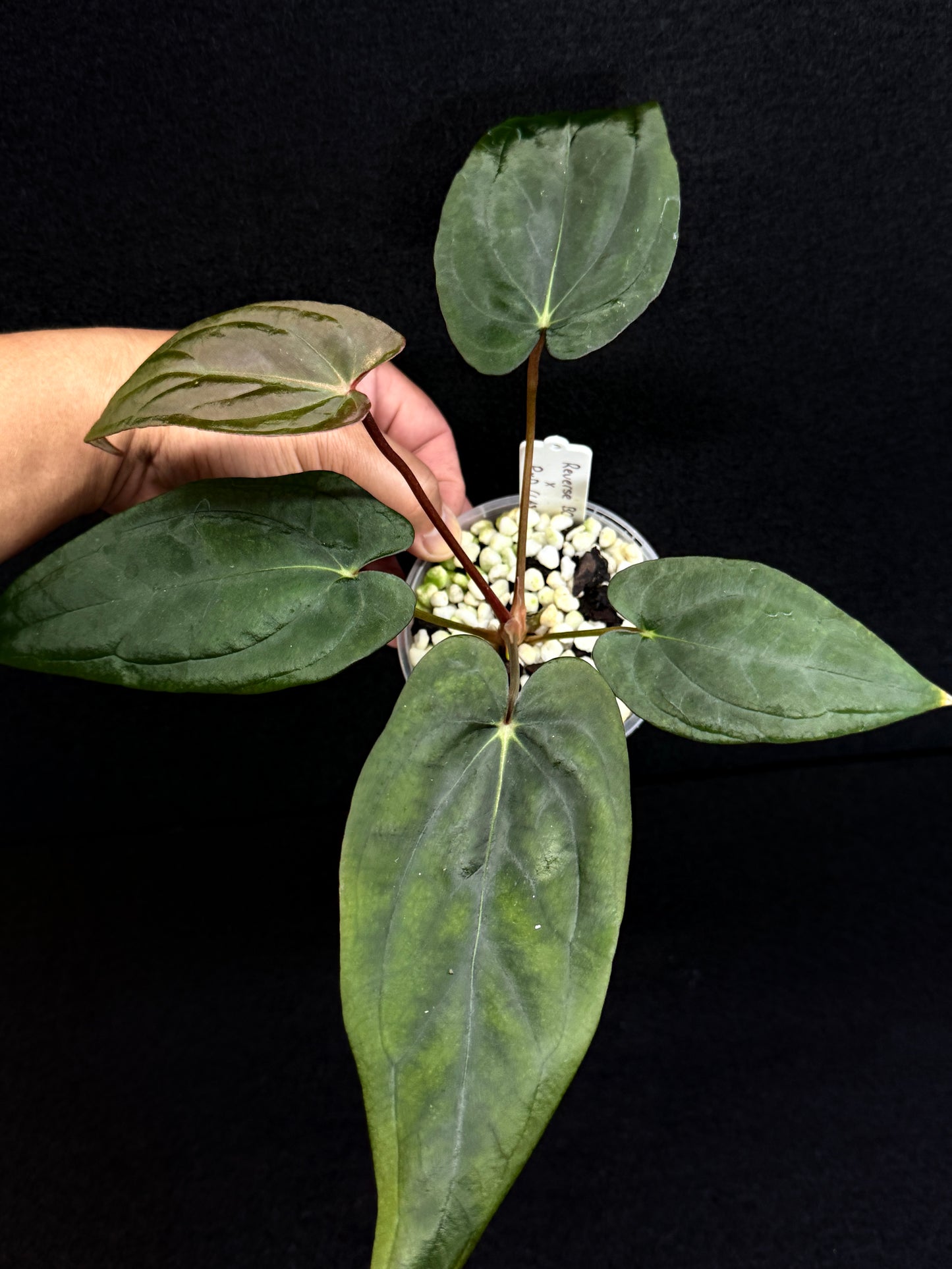 Anthurium Hybrid - Reverse BC x PxD (Las) D75