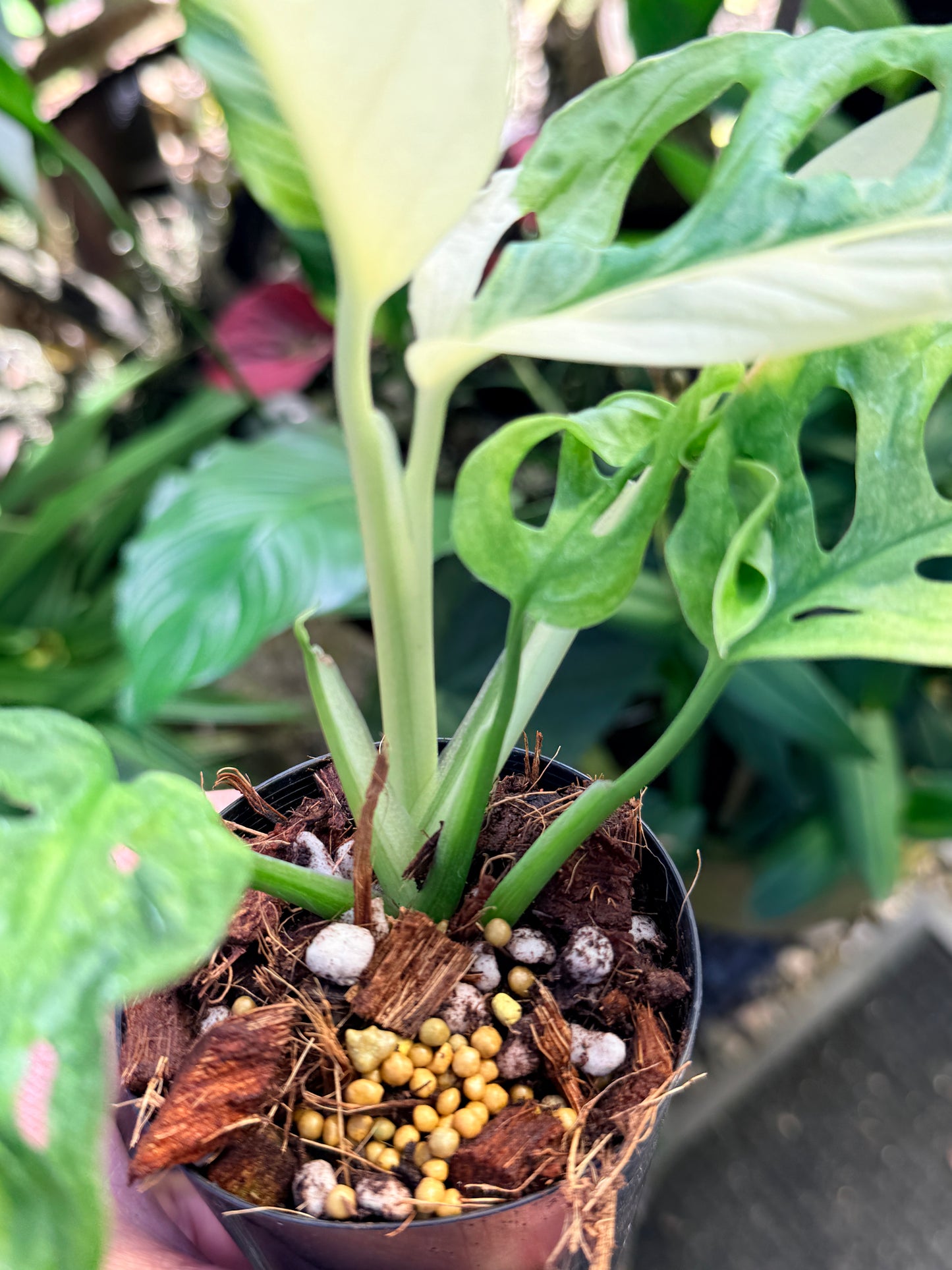Monstera adansonii ‘Variegated Albo’ O68