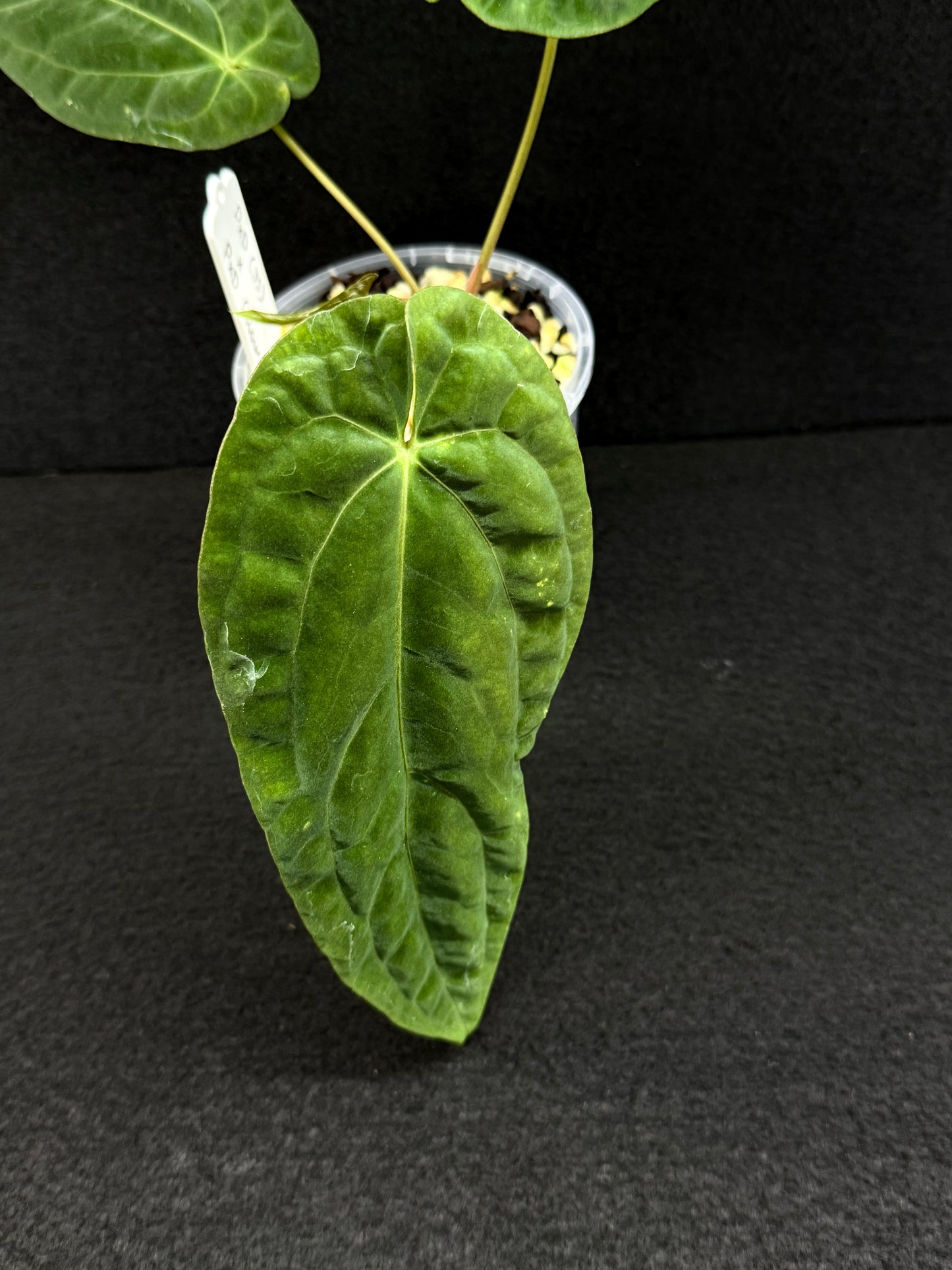 Anthurium Hybrid - PxD x PxD (Round) D76