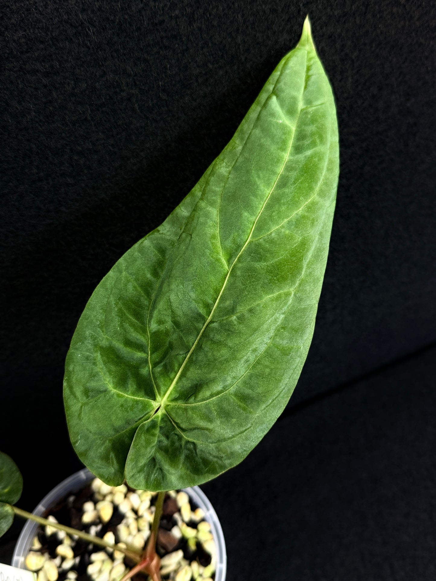 Anthurium Hybrid - PxD x PxD (Round) D76