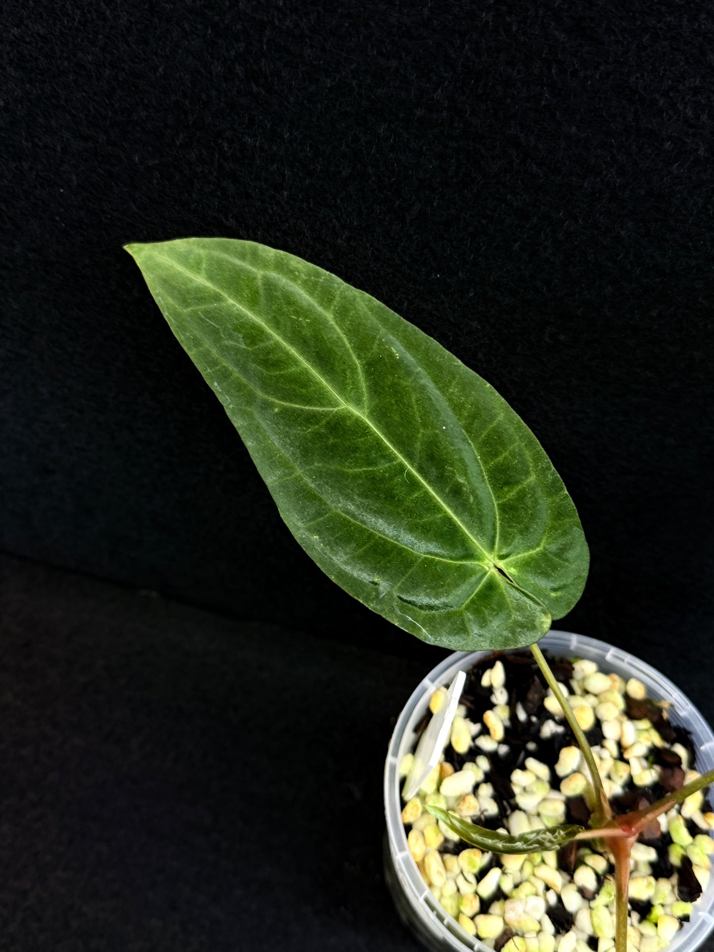 Anthurium Hybrid - PxD x PxD (Round) D76