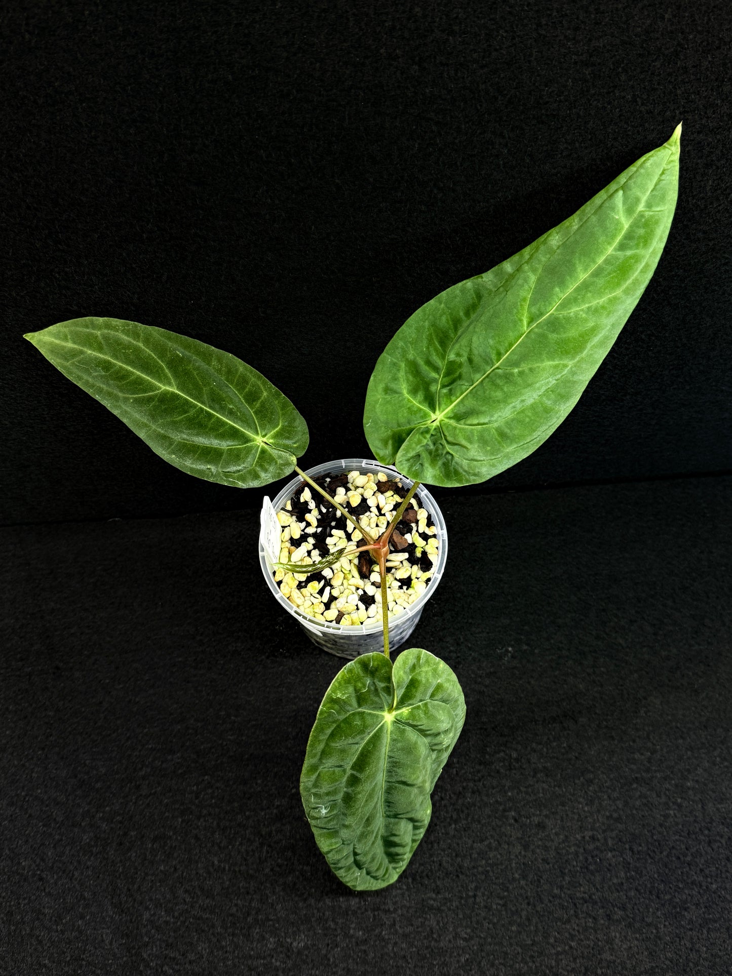 Anthurium Hybrid - PxD x PxD (Round) D76
