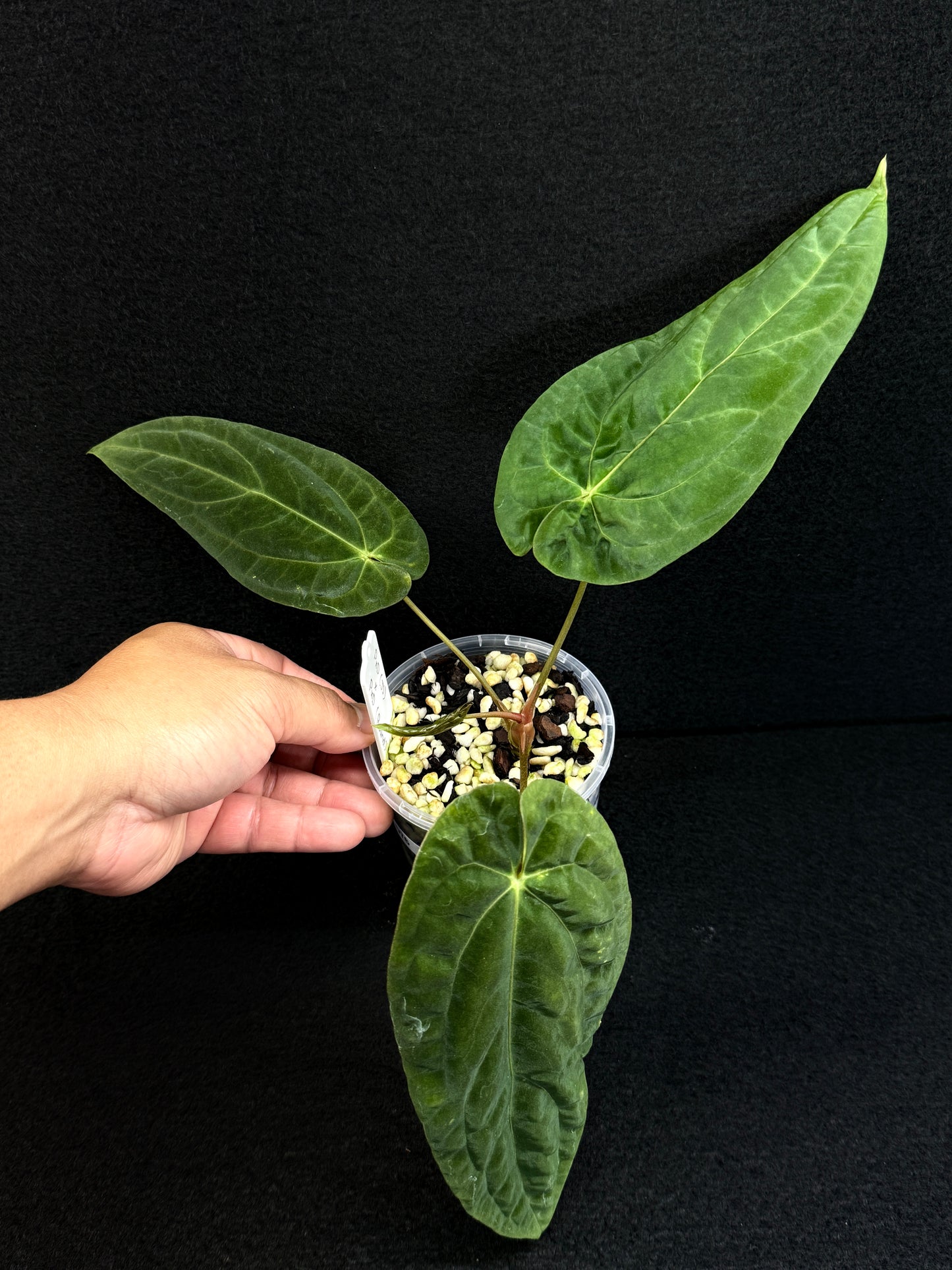 Anthurium Hybrid - PxD x PxD (Round) D76