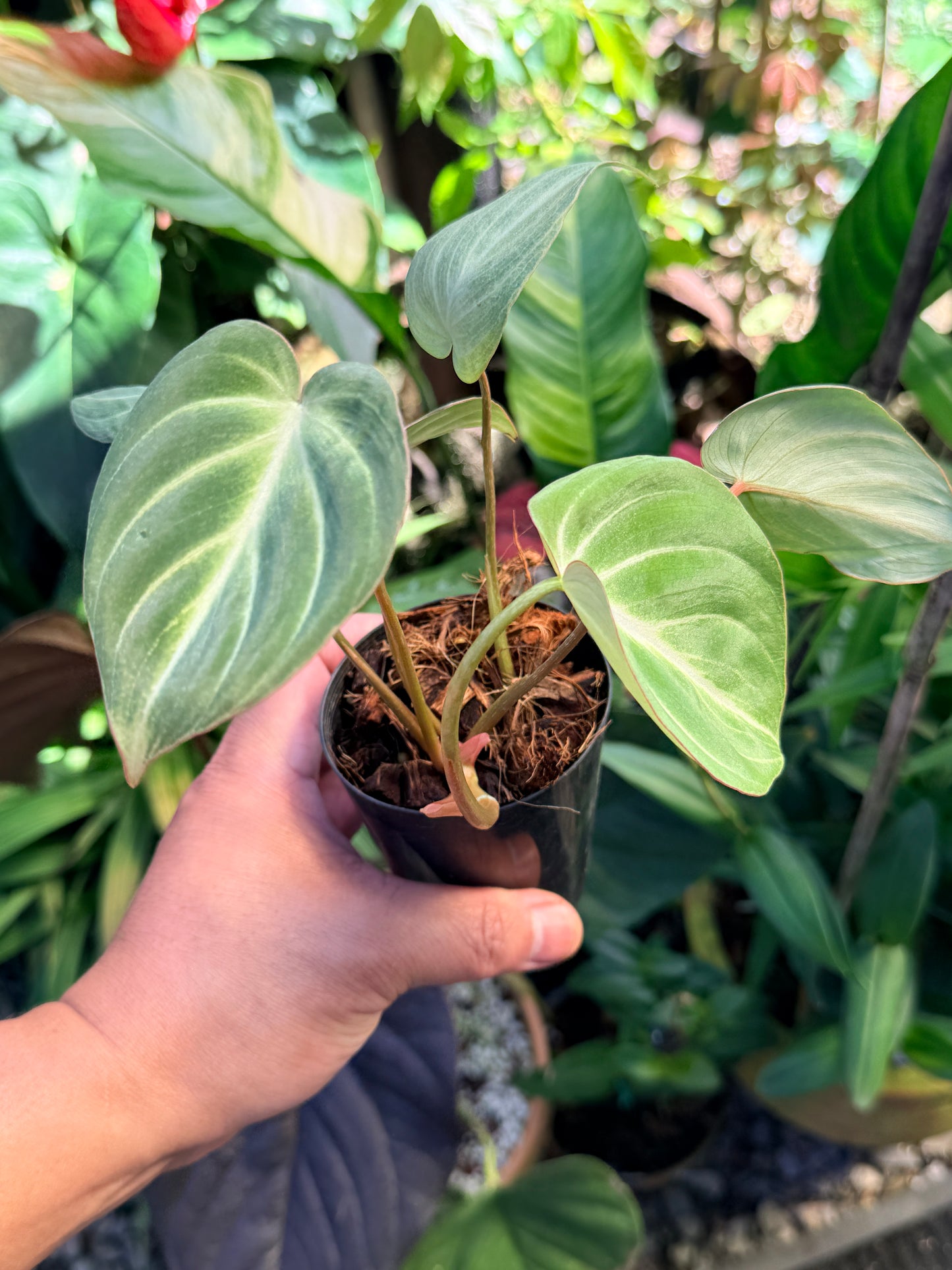 Philodendron 'Tinker Belle' (Miniature) O65