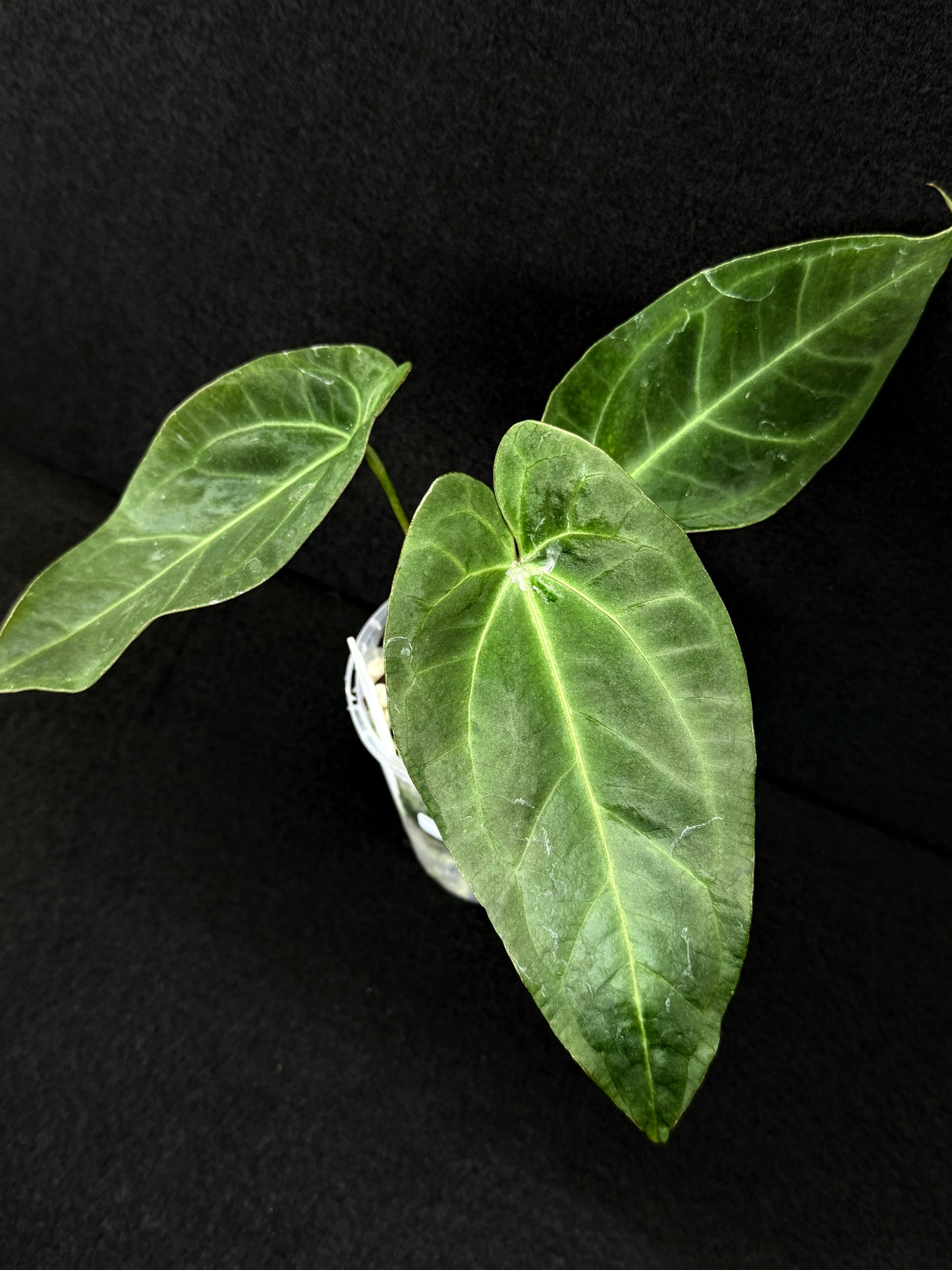 Anthurium Hybrid - Dark Mama x BC x Pap D77