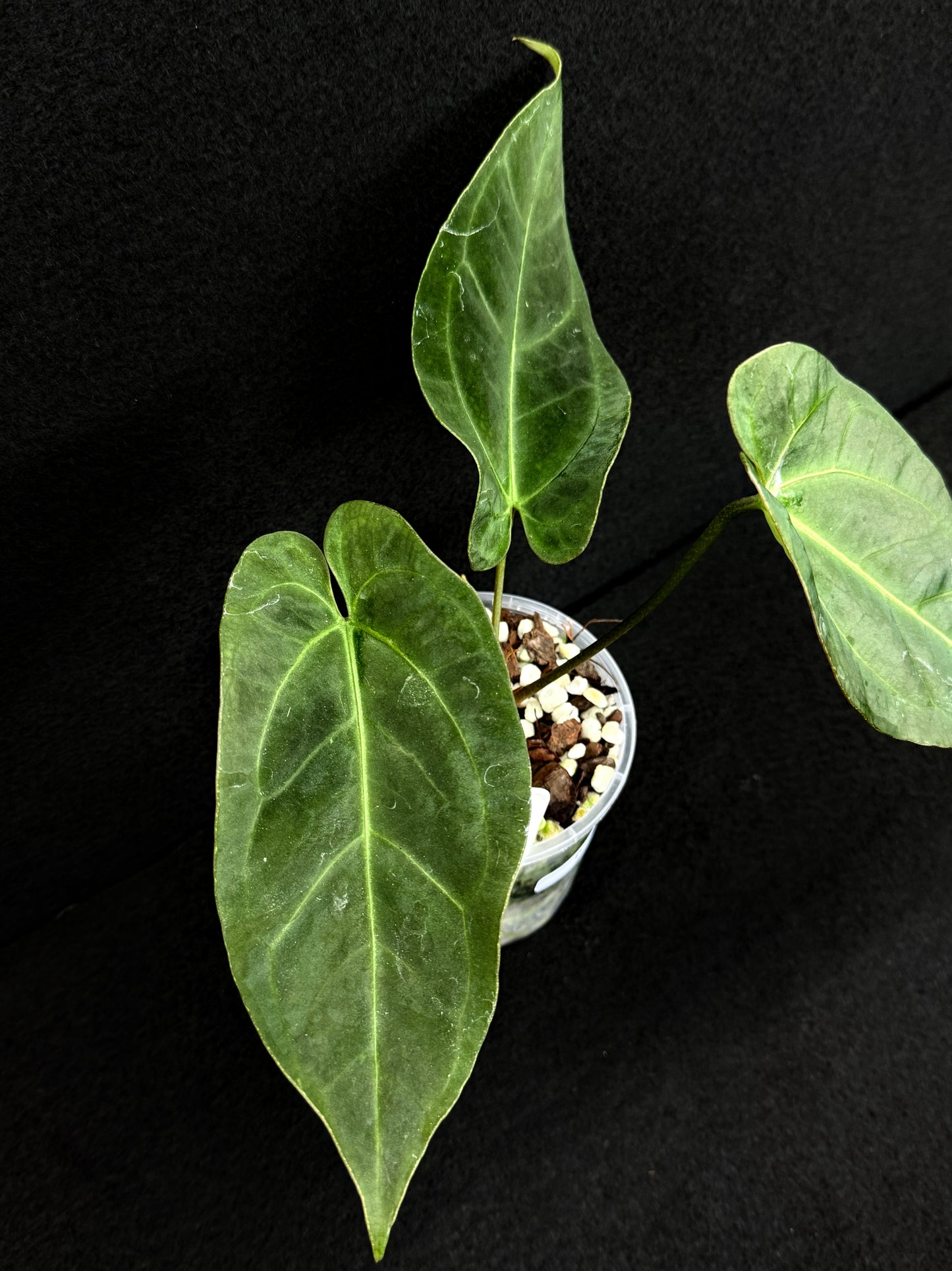 Anthurium Hybrid - Dark Mama x BC x Pap D77