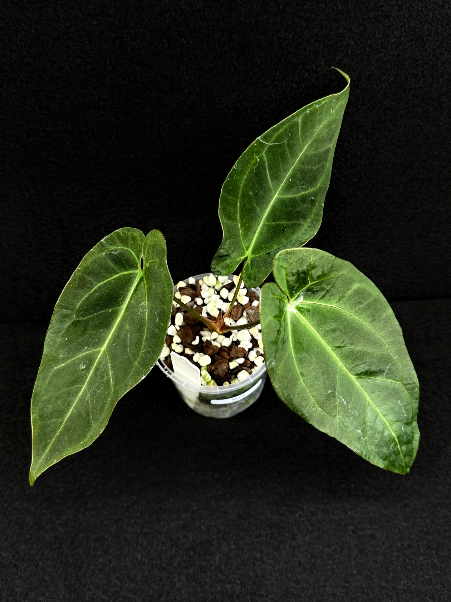 Anthurium Hybrid - Dark Mama x BC x Pap D77