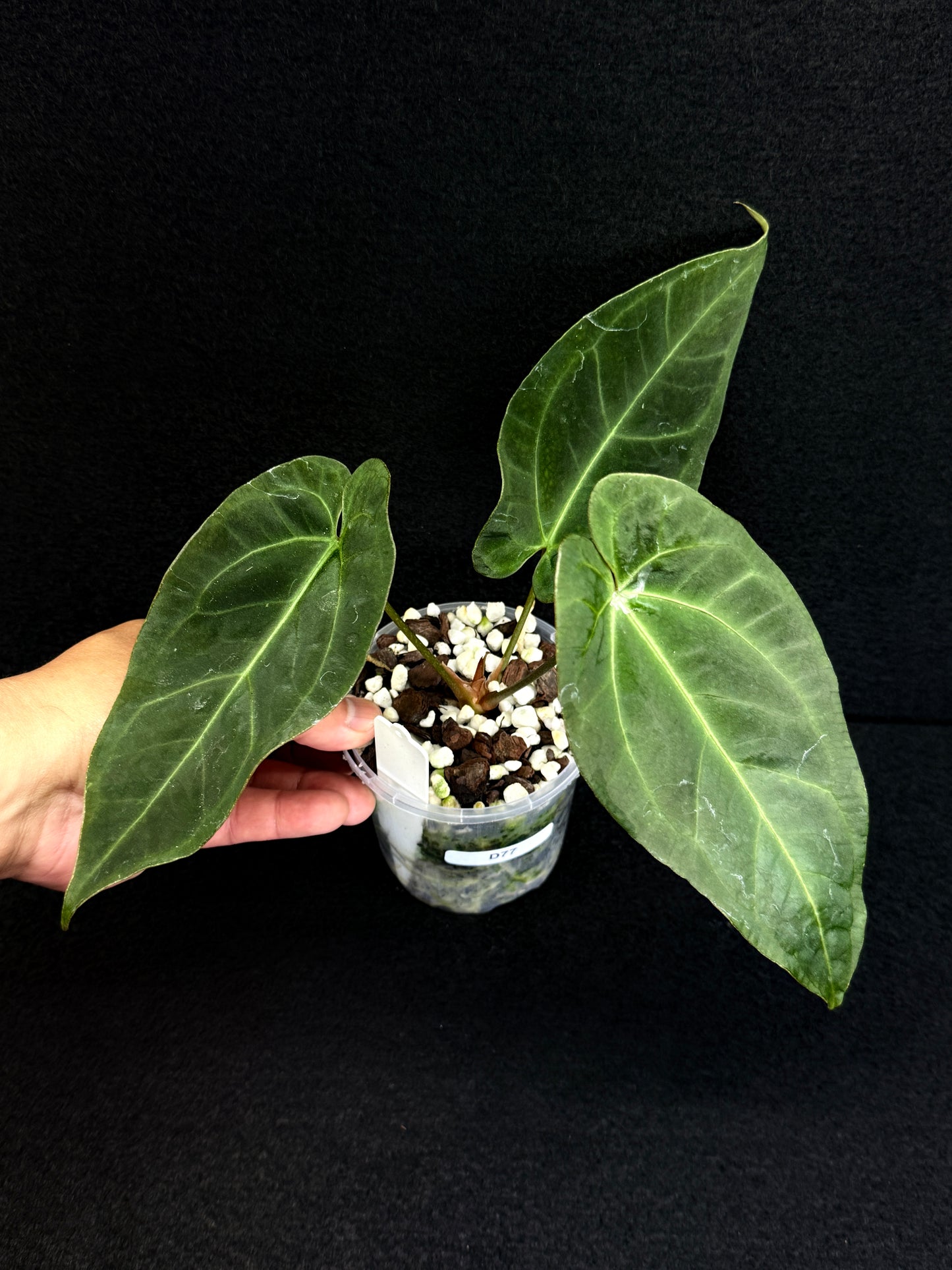 Anthurium Hybrid - Dark Mama x BC x Pap D77