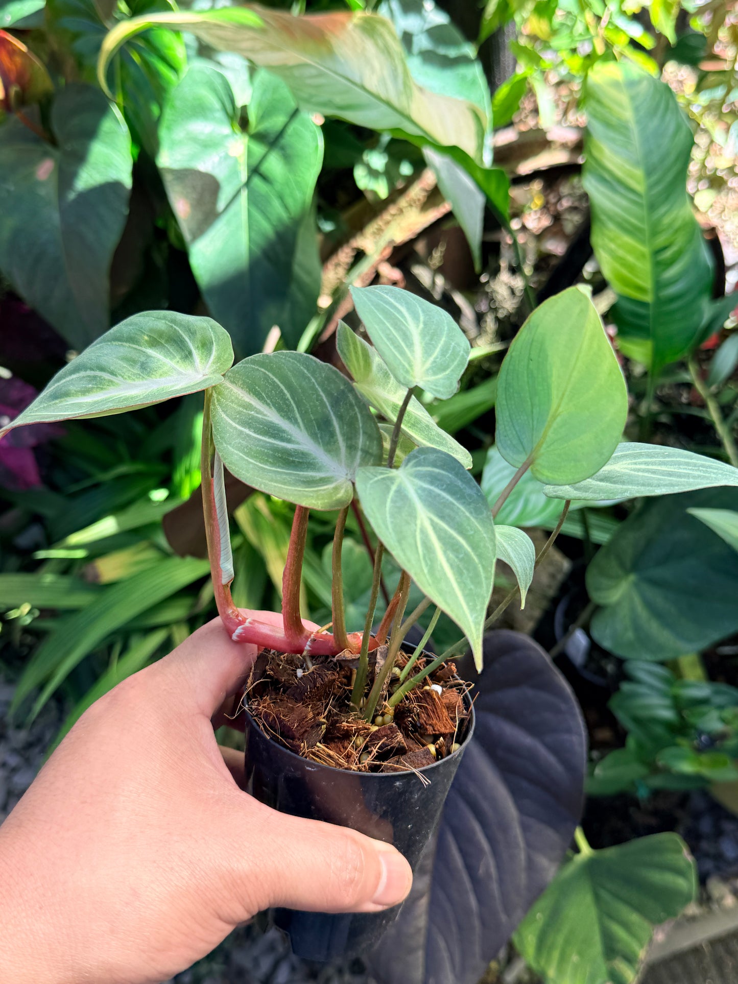 Philodendron 'Tinker Belle' (Miniature) O67