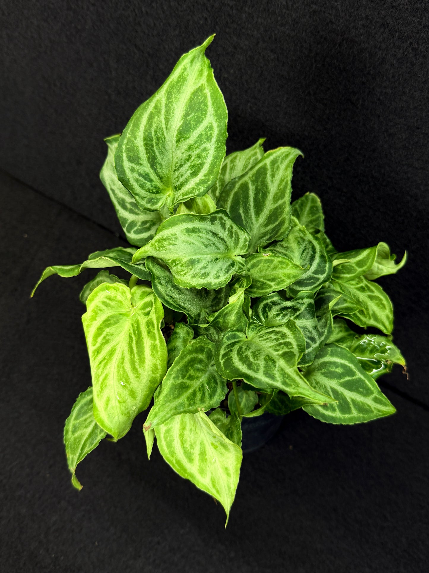 Anthurium crystallinium 'Dorayaki Hybrid Mini' 100mm Pot O42