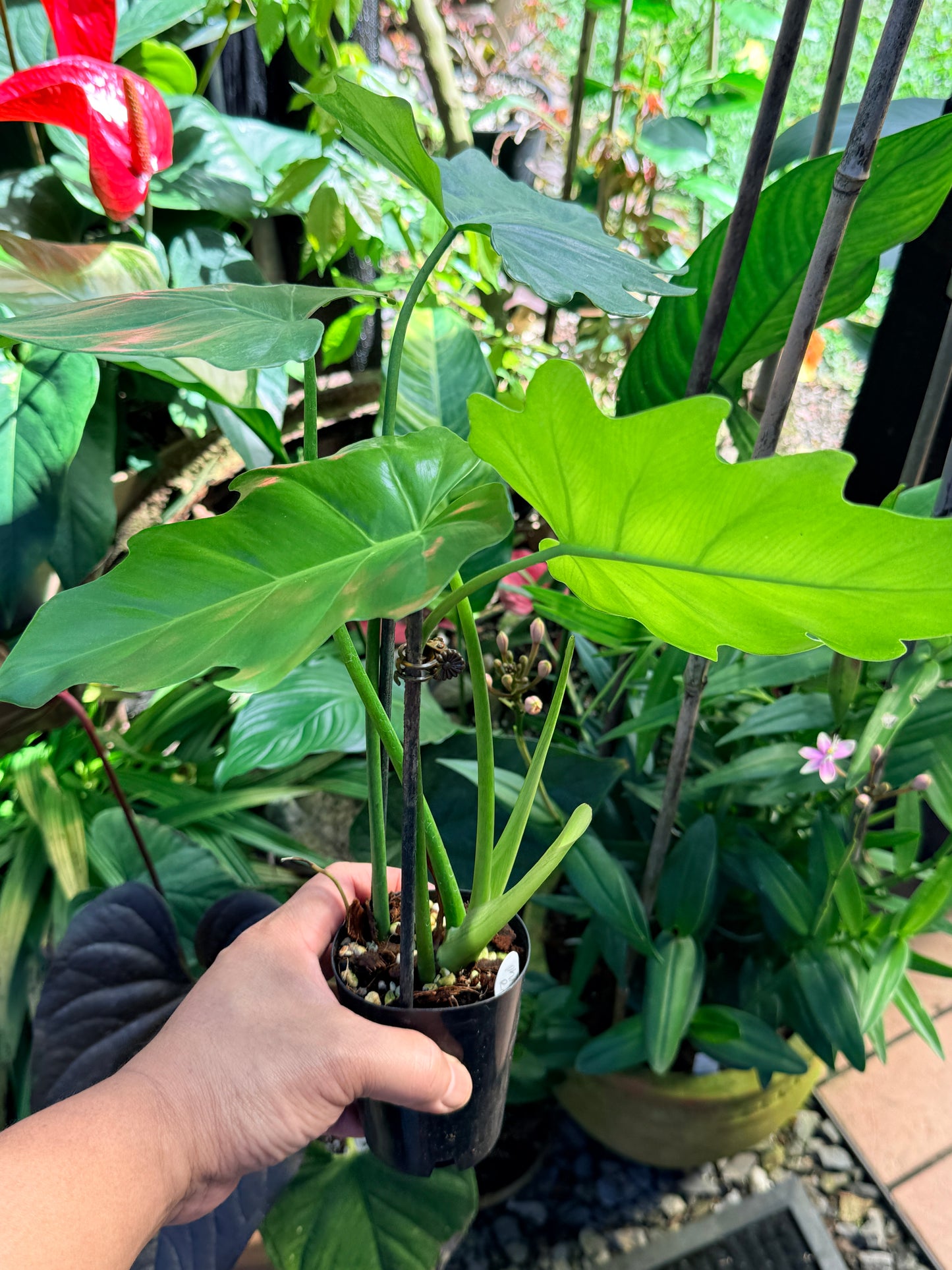 Philodendron 'Radiatum Variegated' (RARE) P10