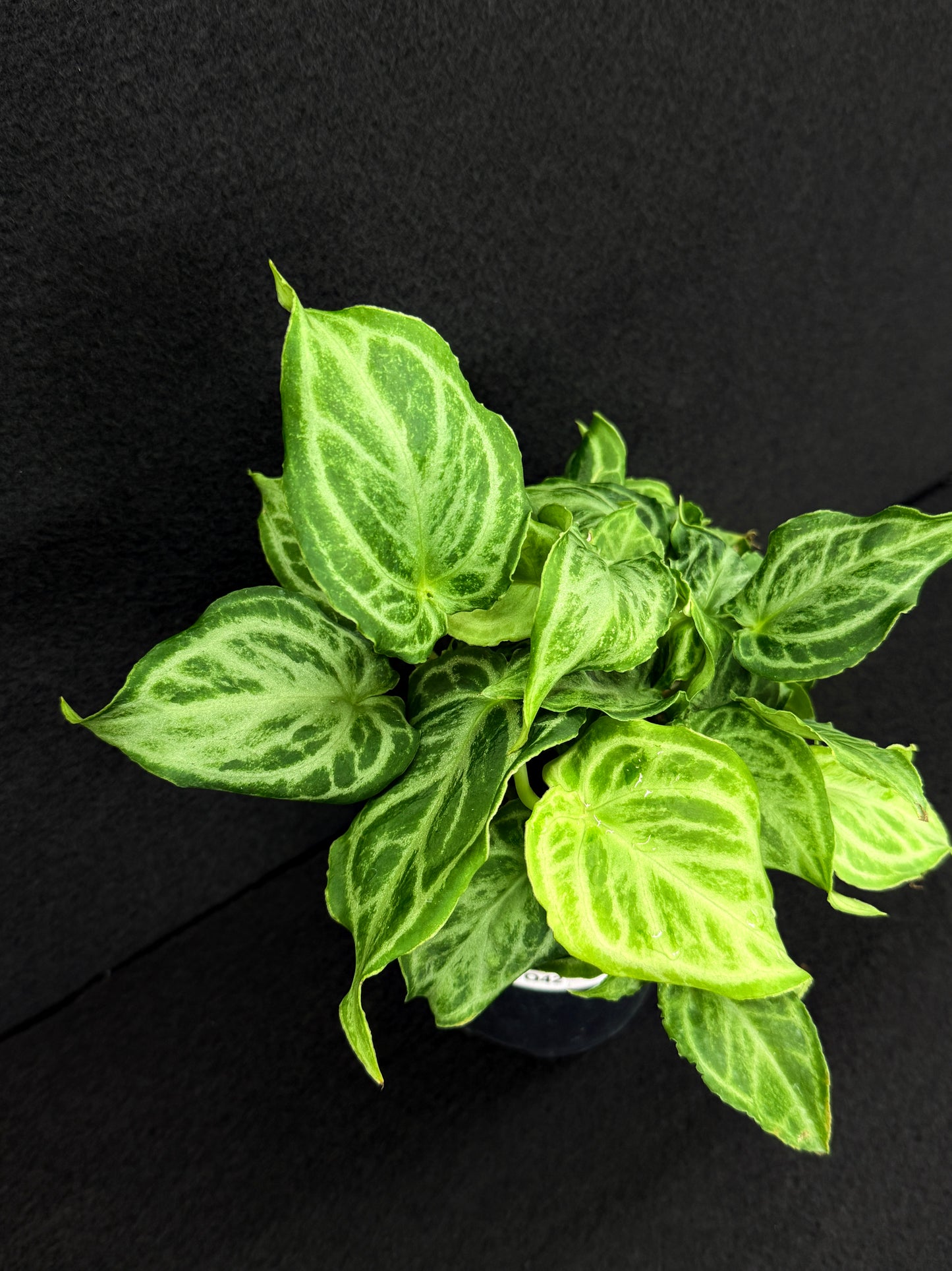 Anthurium crystallinium 'Dorayaki Hybrid Mini' 100mm Pot O42