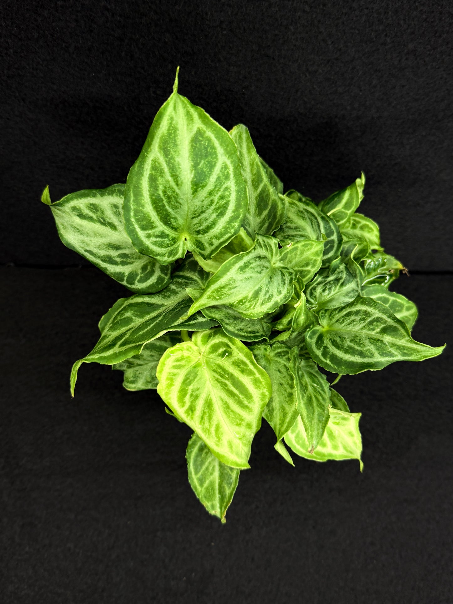 Anthurium crystallinium 'Dorayaki Hybrid Mini' 100mm Pot O42