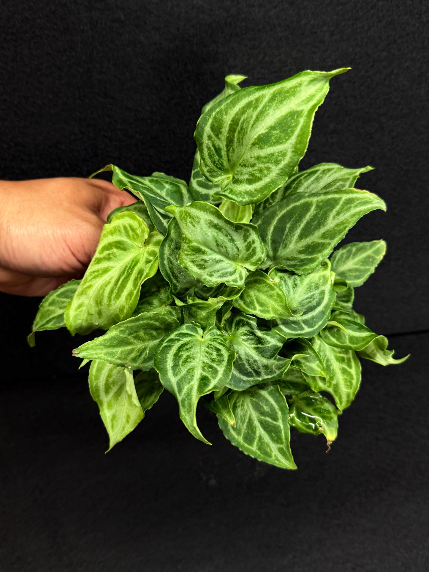 Anthurium crystallinium 'Dorayaki Hybrid Mini' 100mm Pot O42