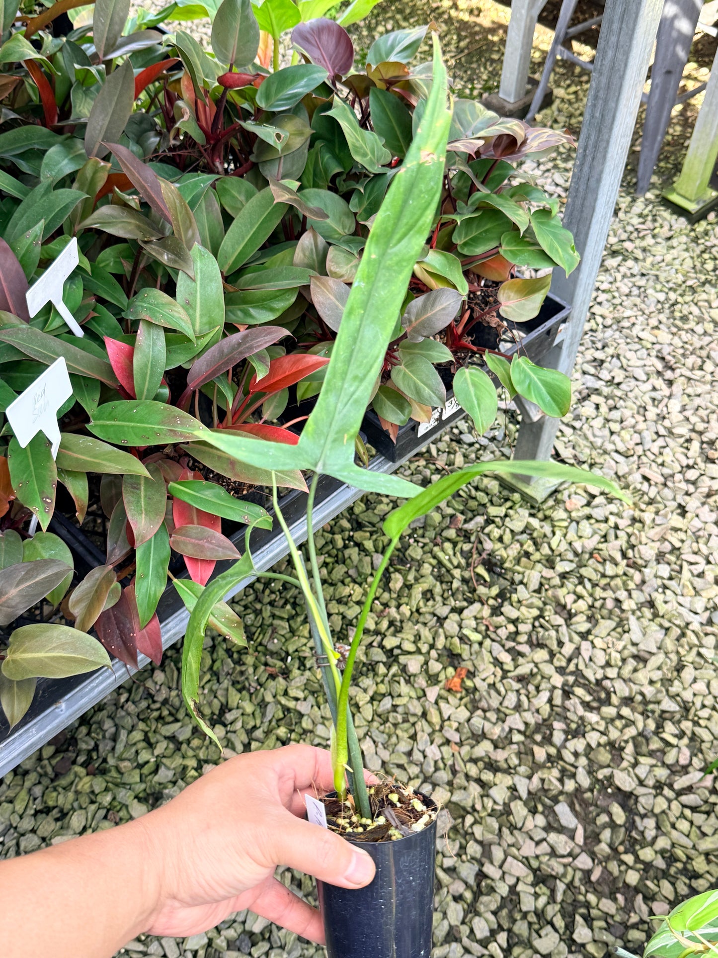 Philodendron 'Holtonianum' P2