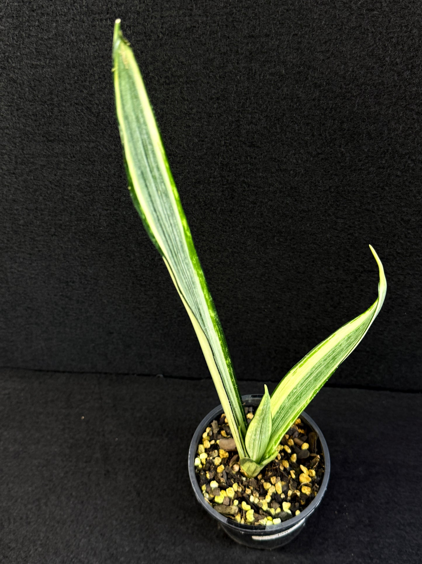 Sansevieria 'Bantel's Sensation' J20
