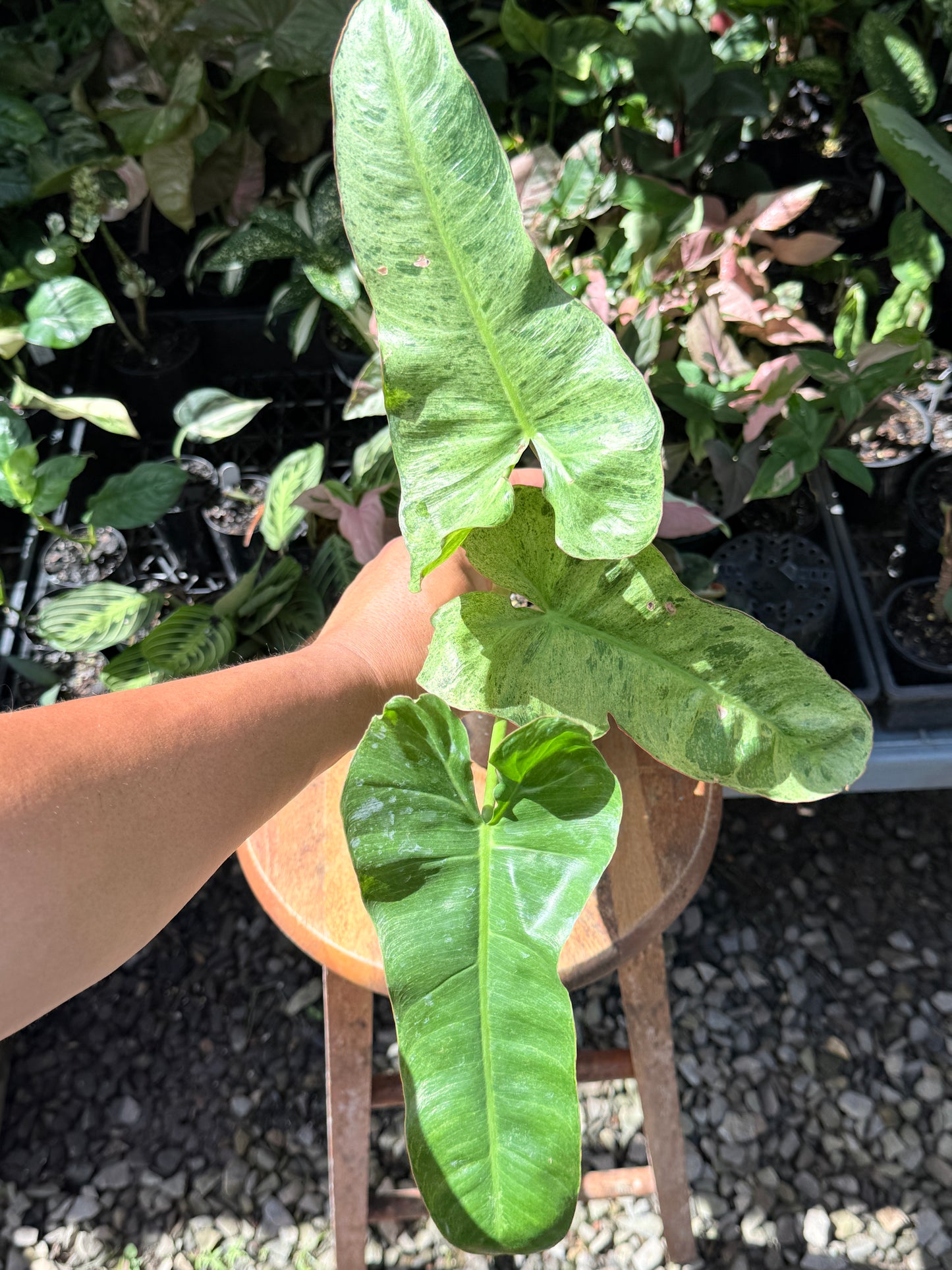 Philodendron Pariso Verde P17