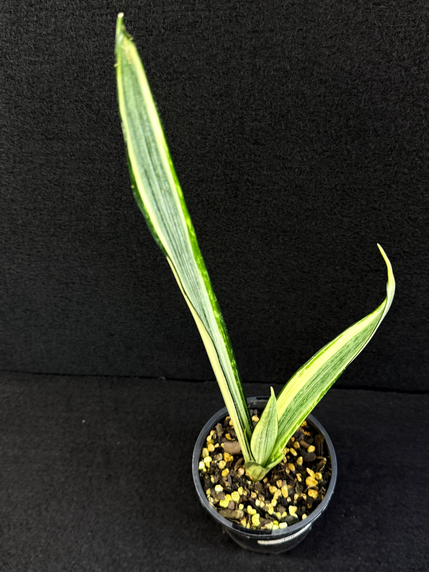 Sansevieria 'Bantel's Sensation' J20