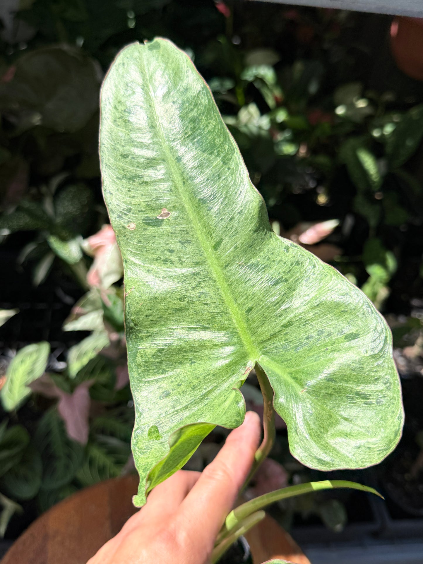 Philodendron Pariso Verde P17