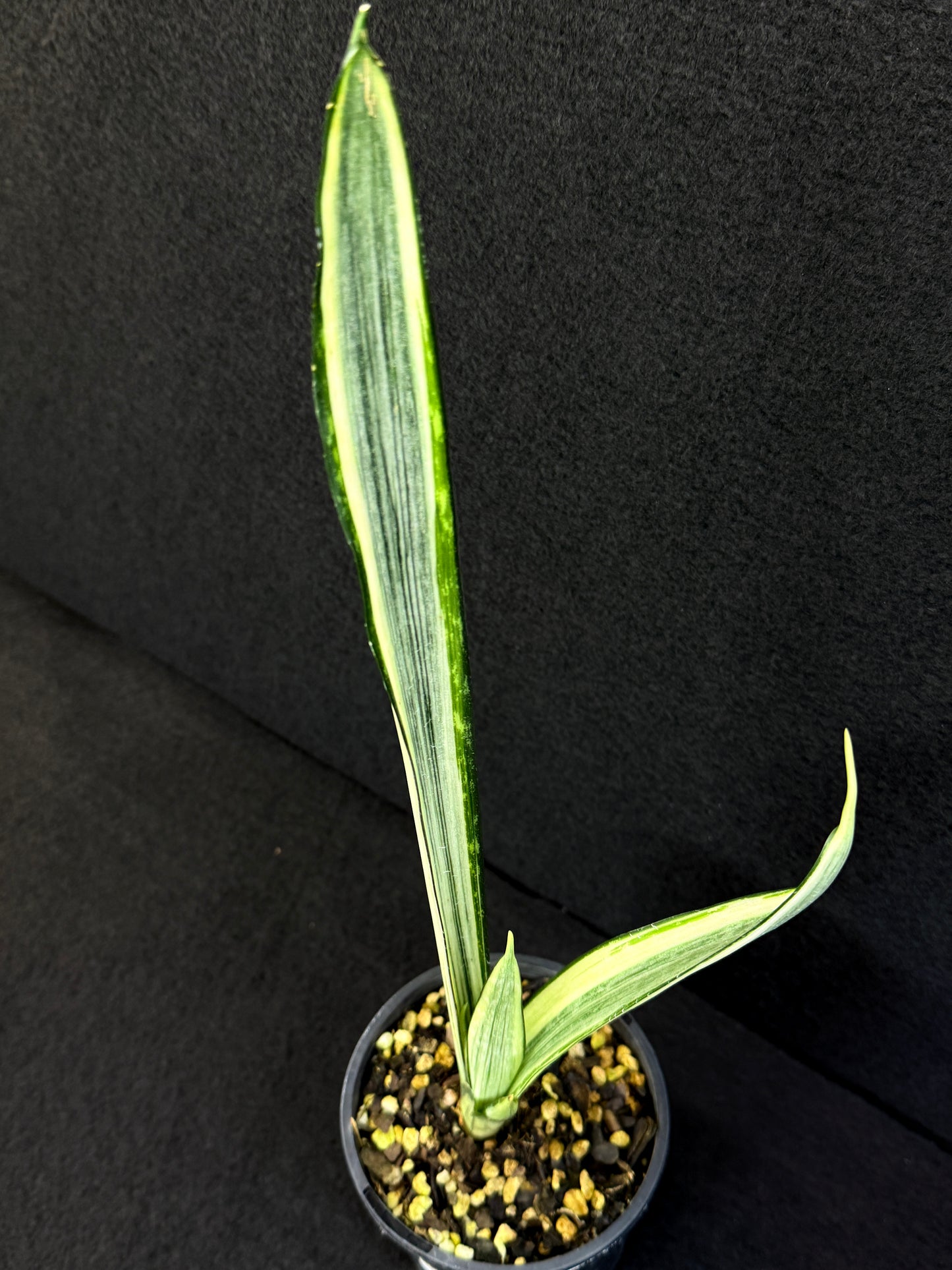 Sansevieria 'Bantel's Sensation' J20