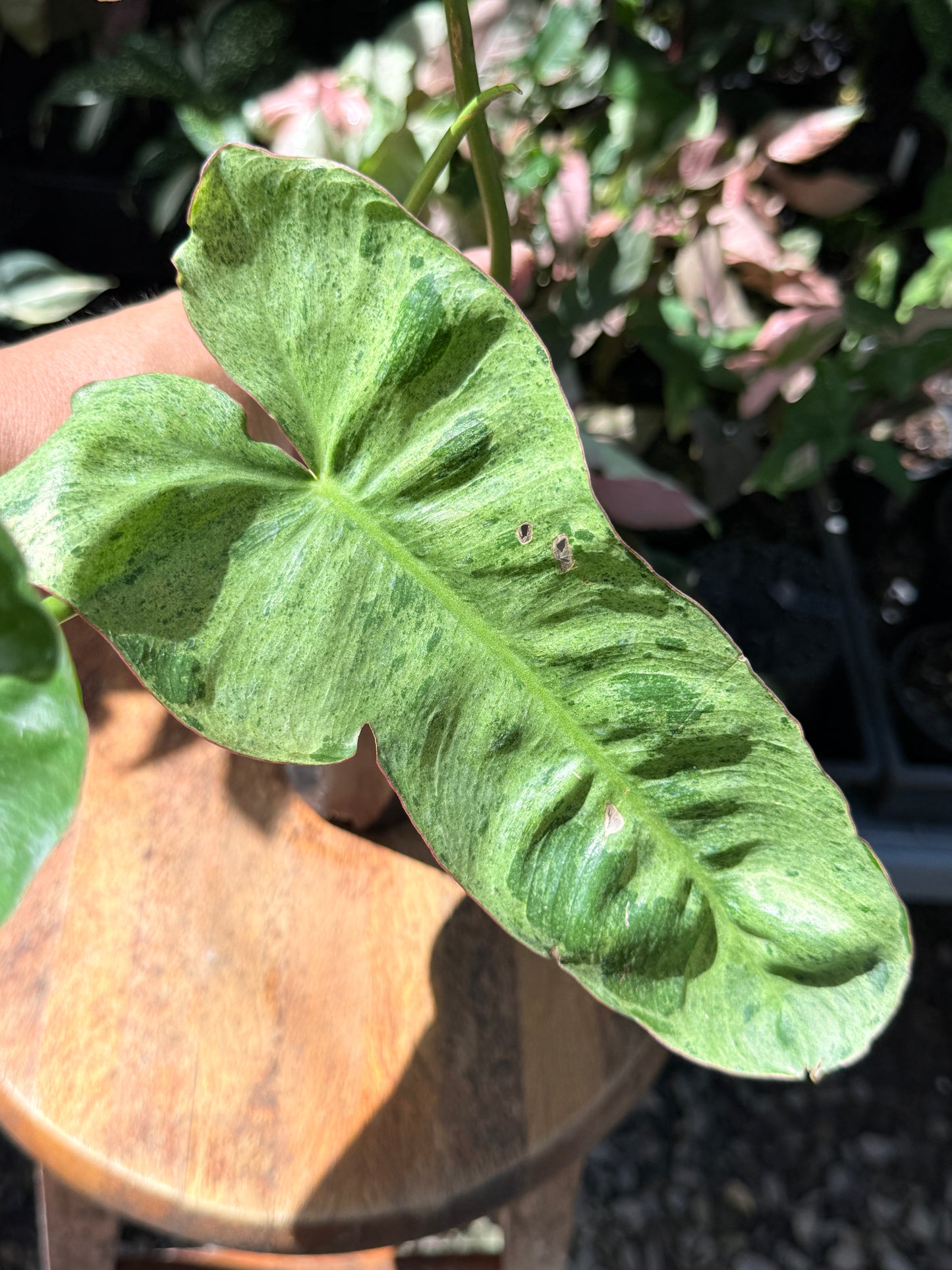 Philodendron Pariso Verde P17