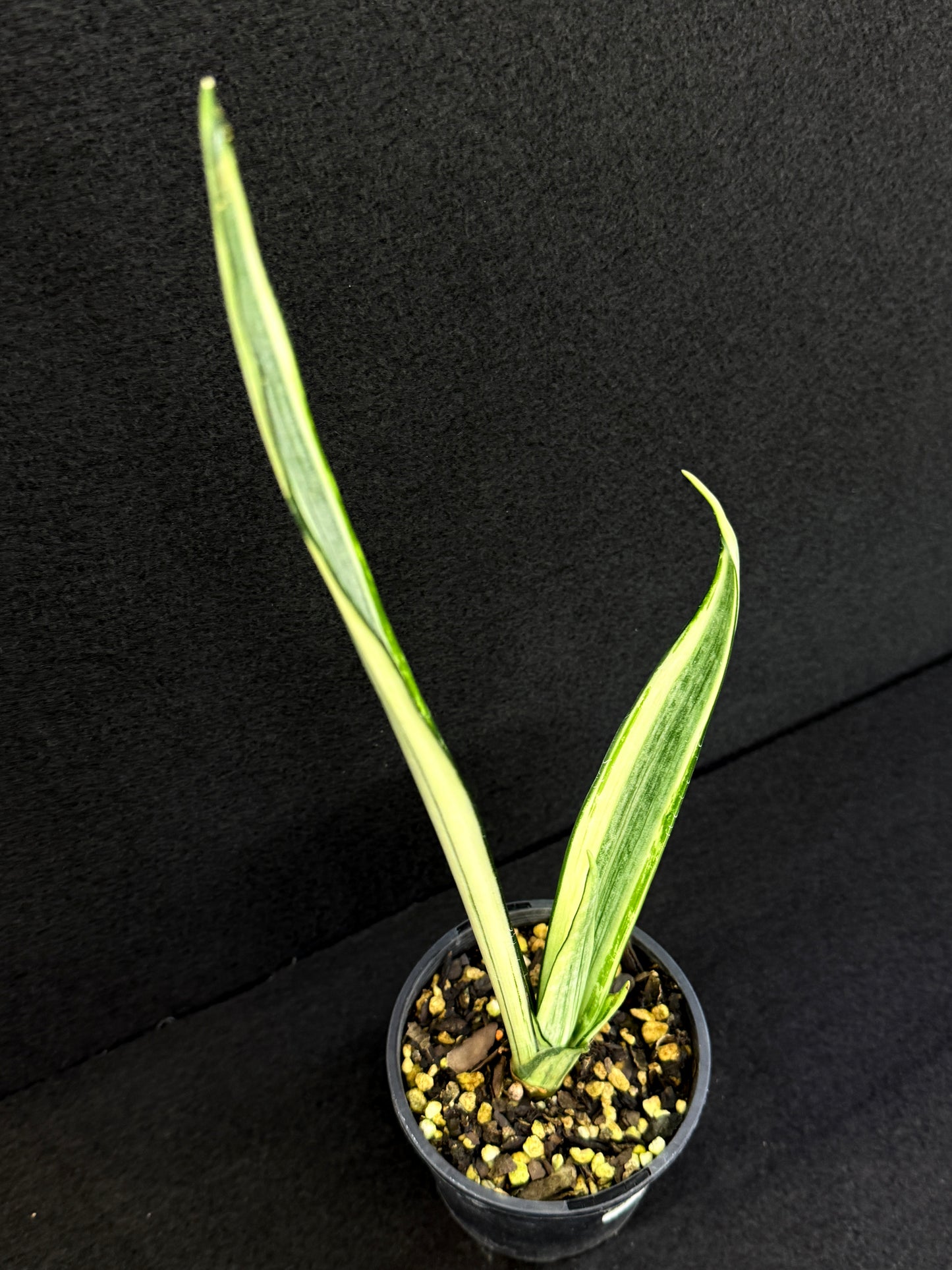 Sansevieria 'Bantel's Sensation' J20