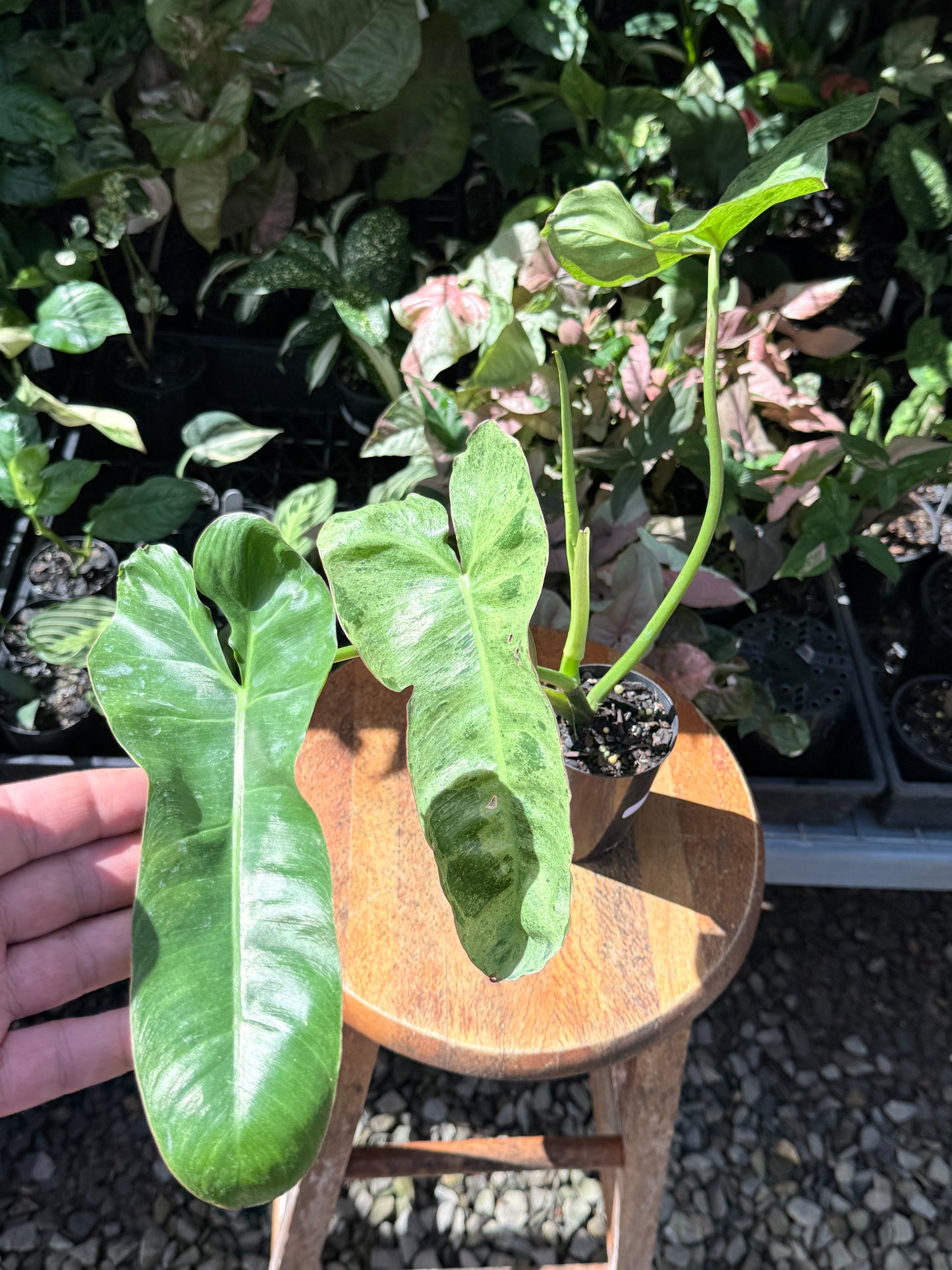 Philodendron Pariso Verde P17