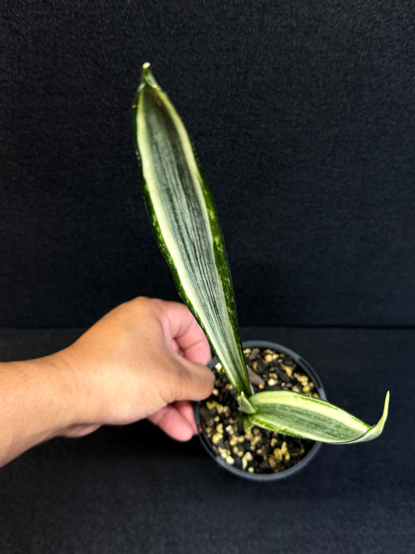 Sansevieria 'Bantel's Sensation' J20