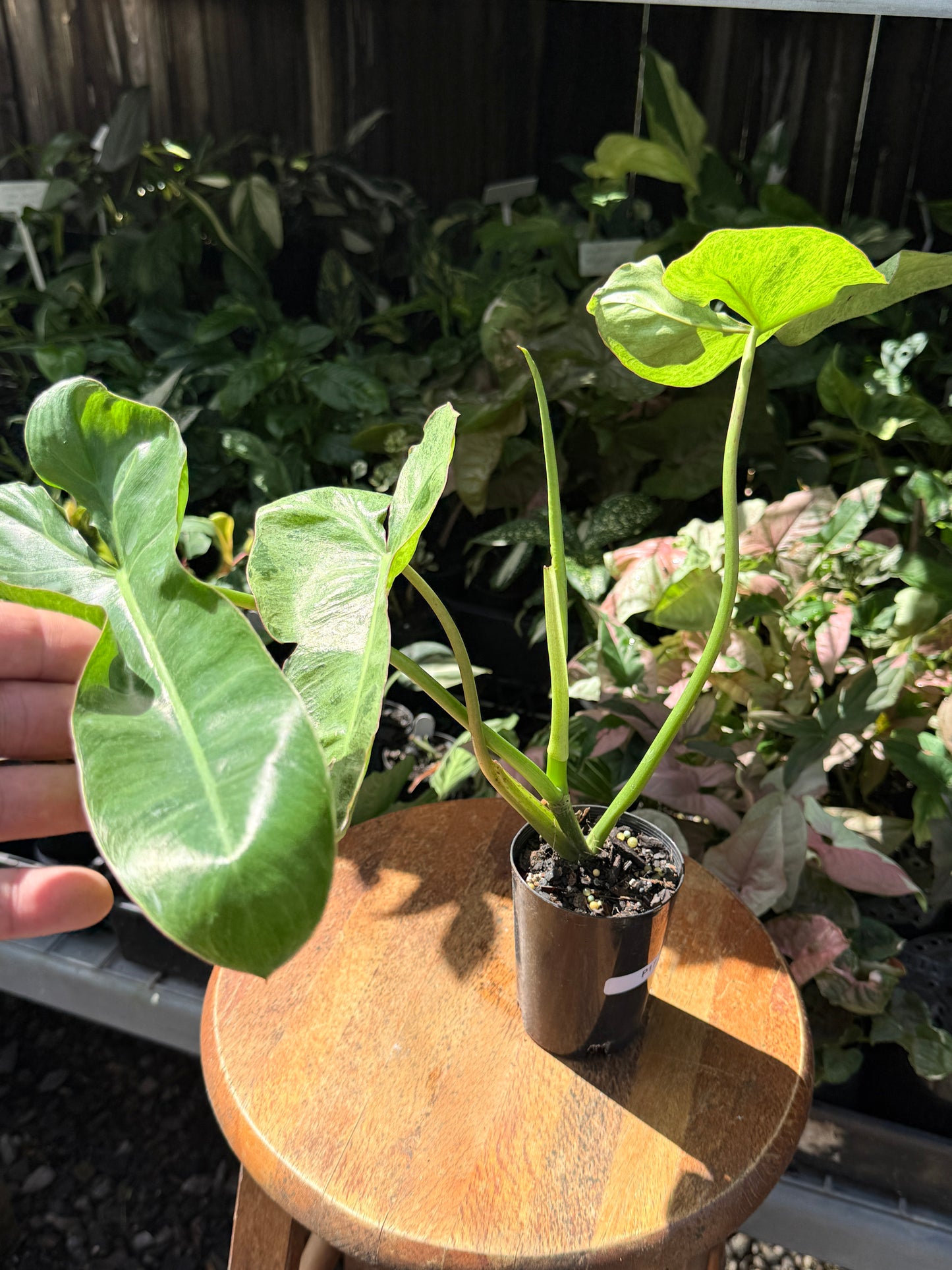 Philodendron Pariso Verde P17