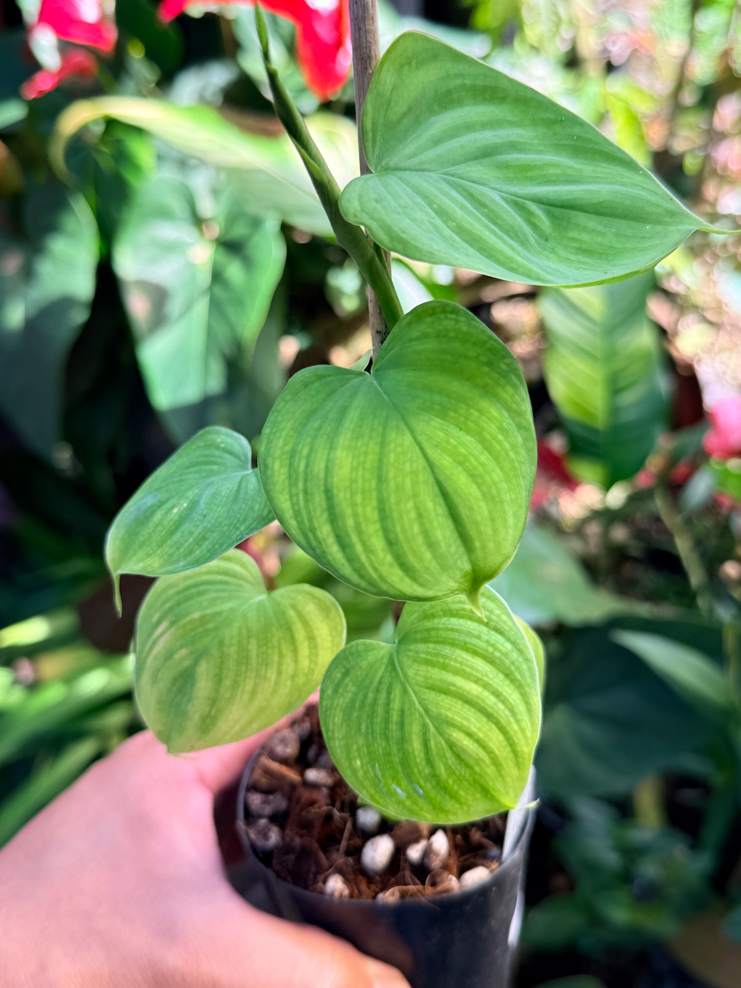 Philodendron 'Fibraecataphyllum' P1