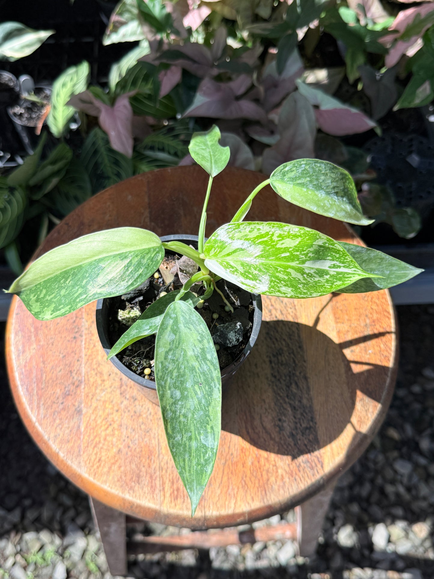 Philodendron Jose Buono NONTC P15