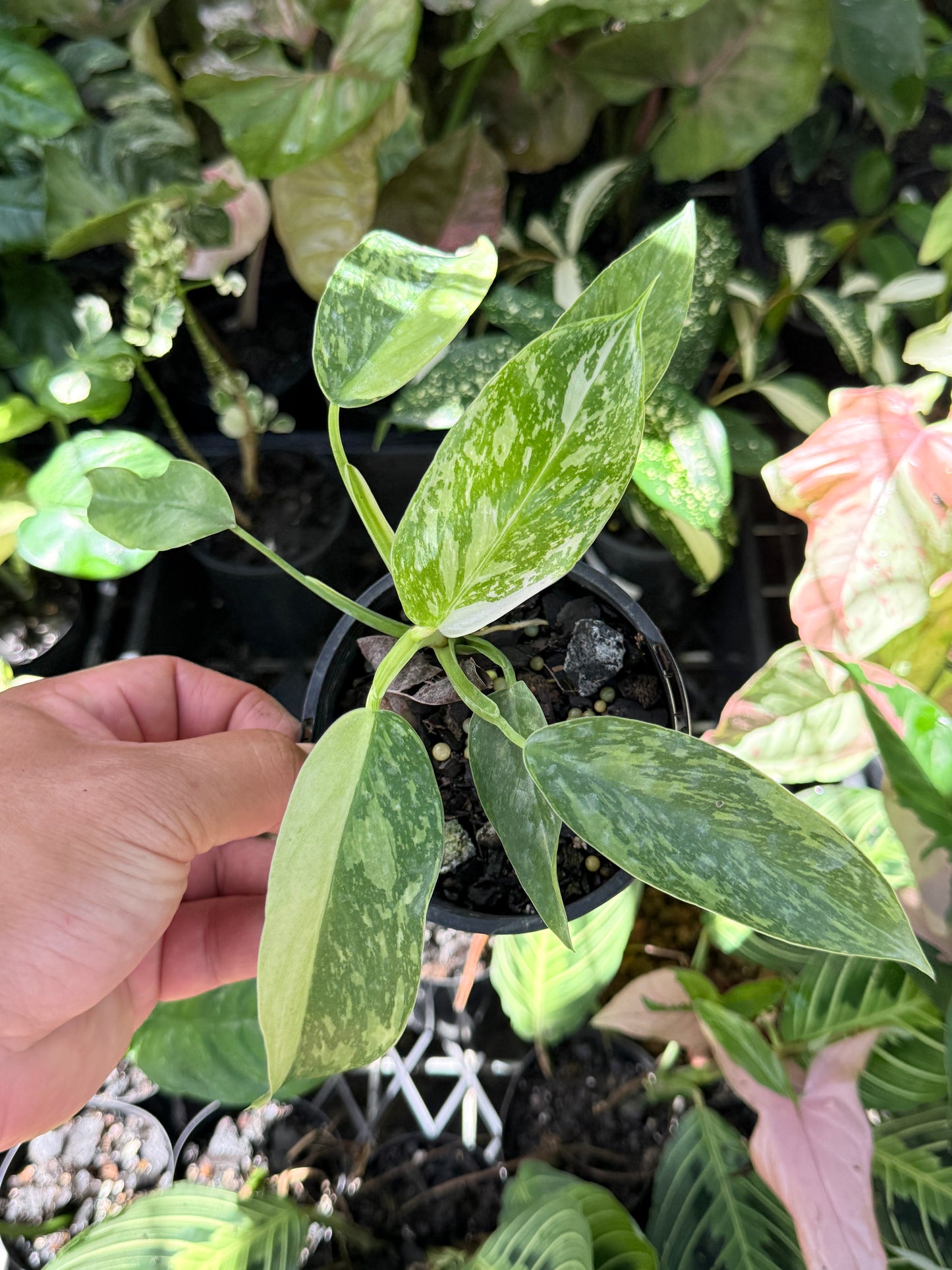 Philodendron Jose Buono NONTC P15