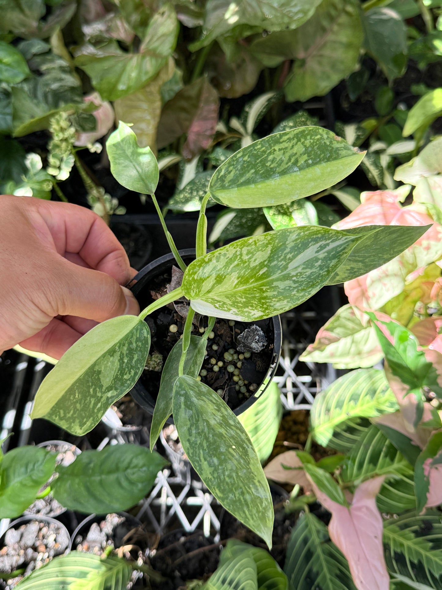 Philodendron Jose Buono NONTC P15
