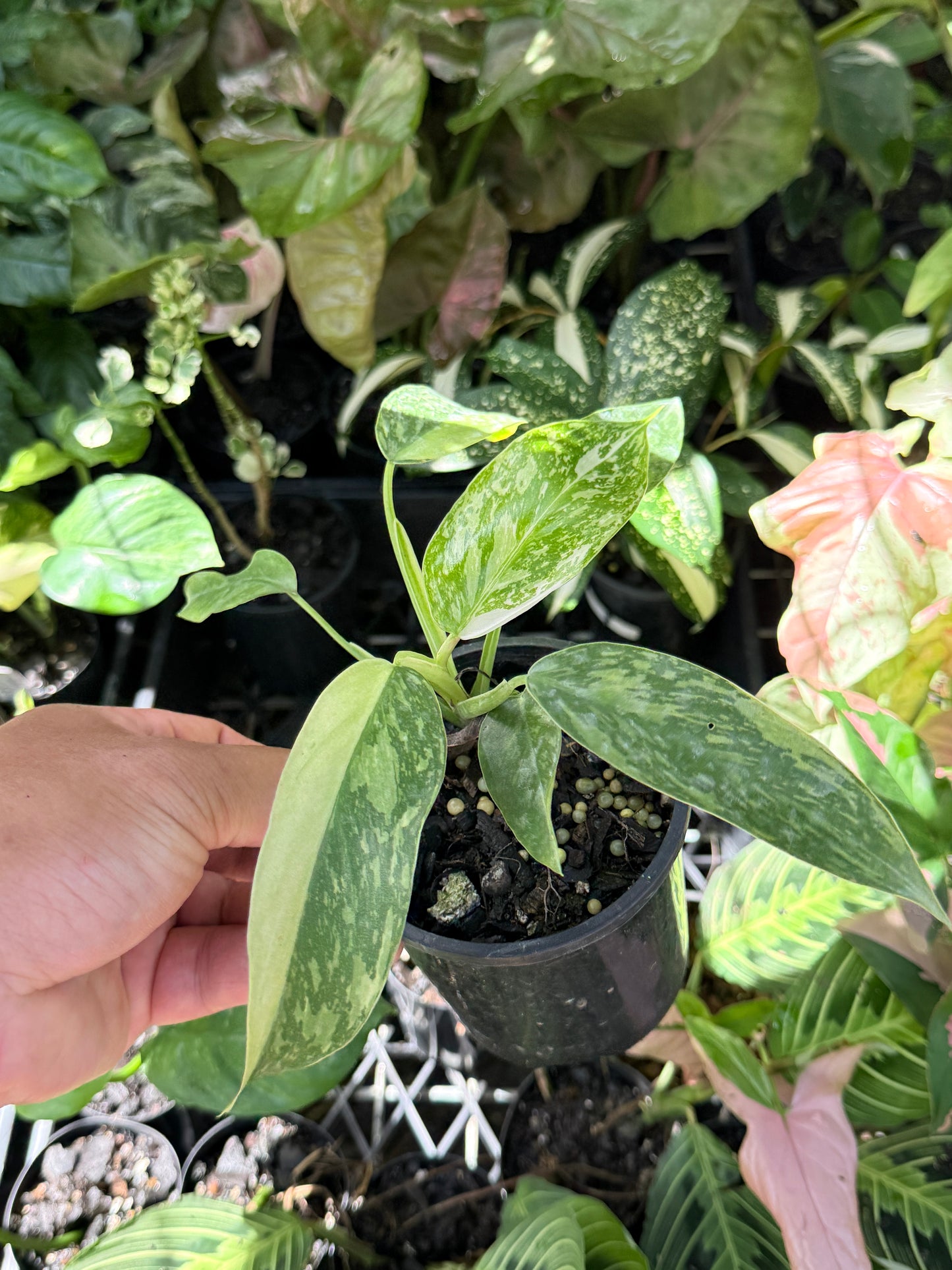 Philodendron Jose Buono NONTC P15