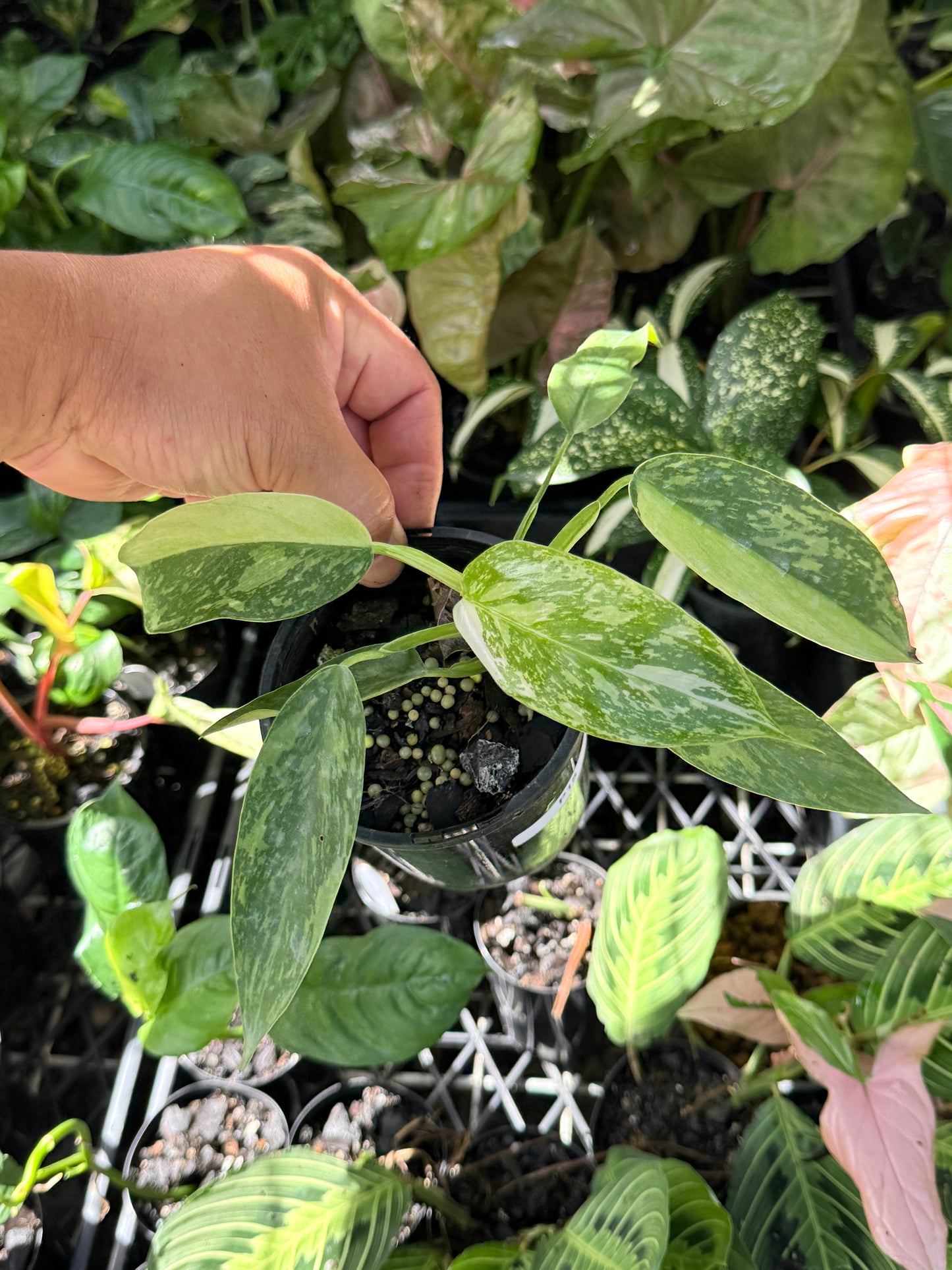 Philodendron Jose Buono NONTC P15