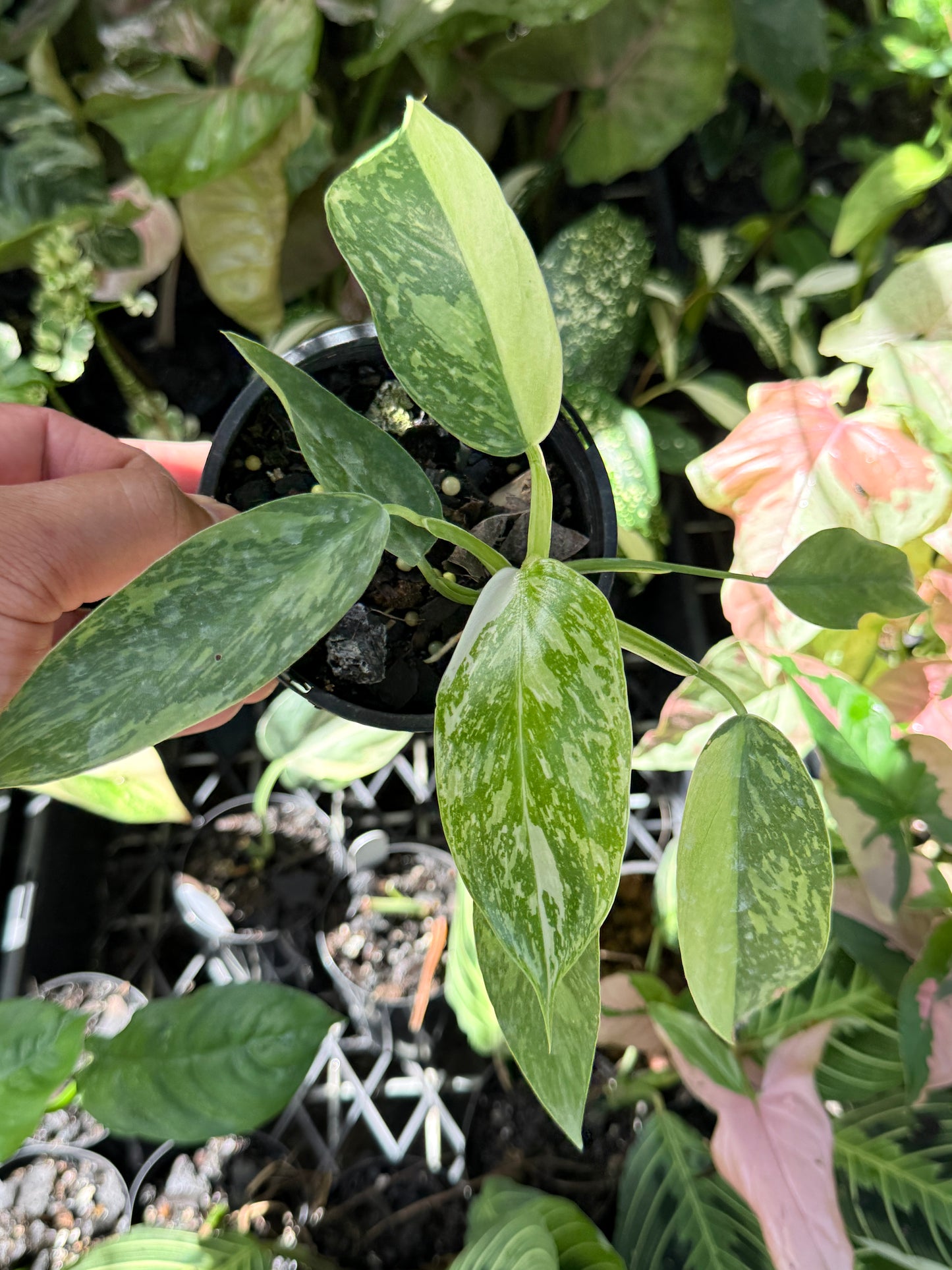 Philodendron Jose Buono NONTC P15