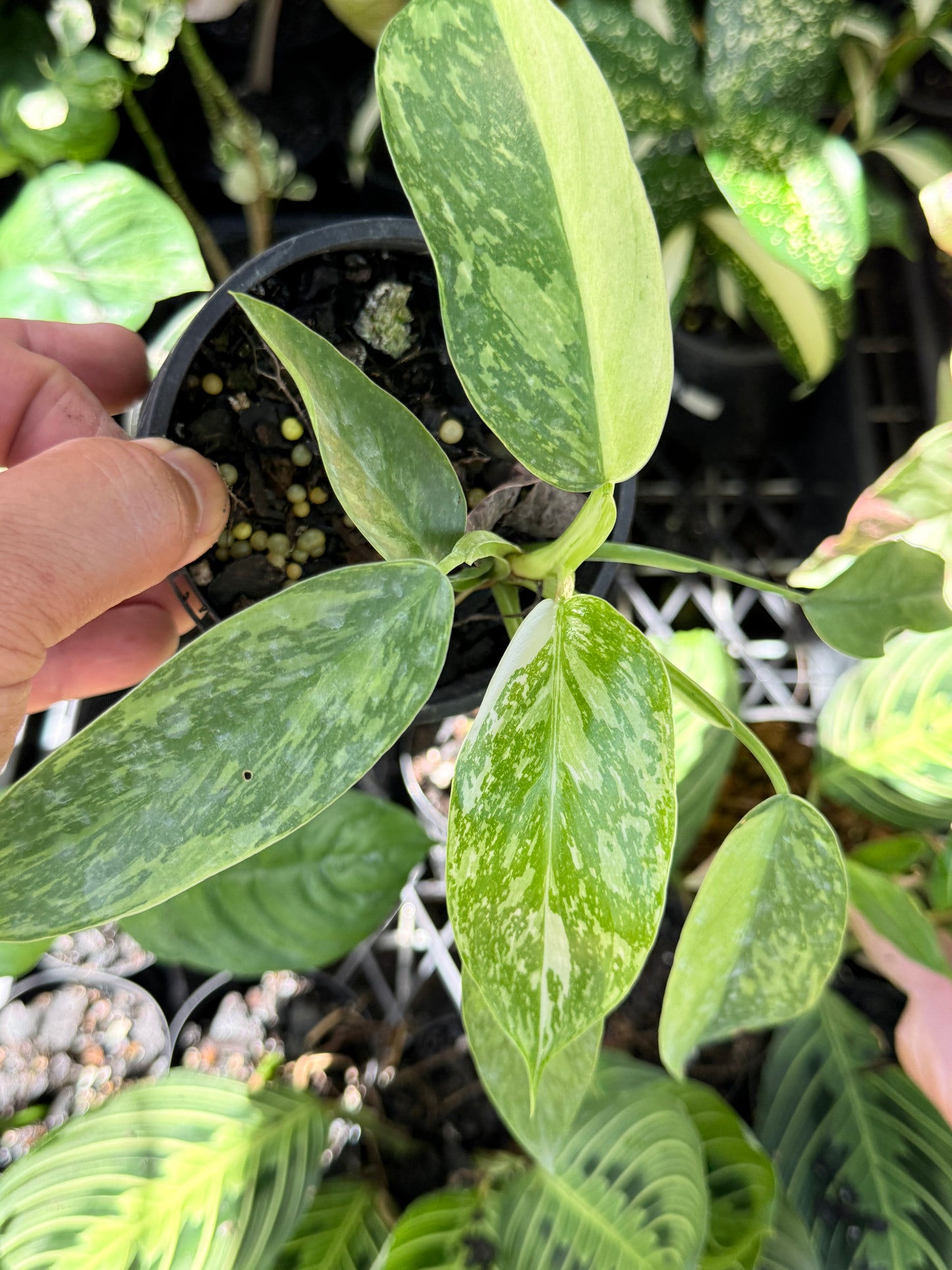 Philodendron Jose Buono NONTC P15