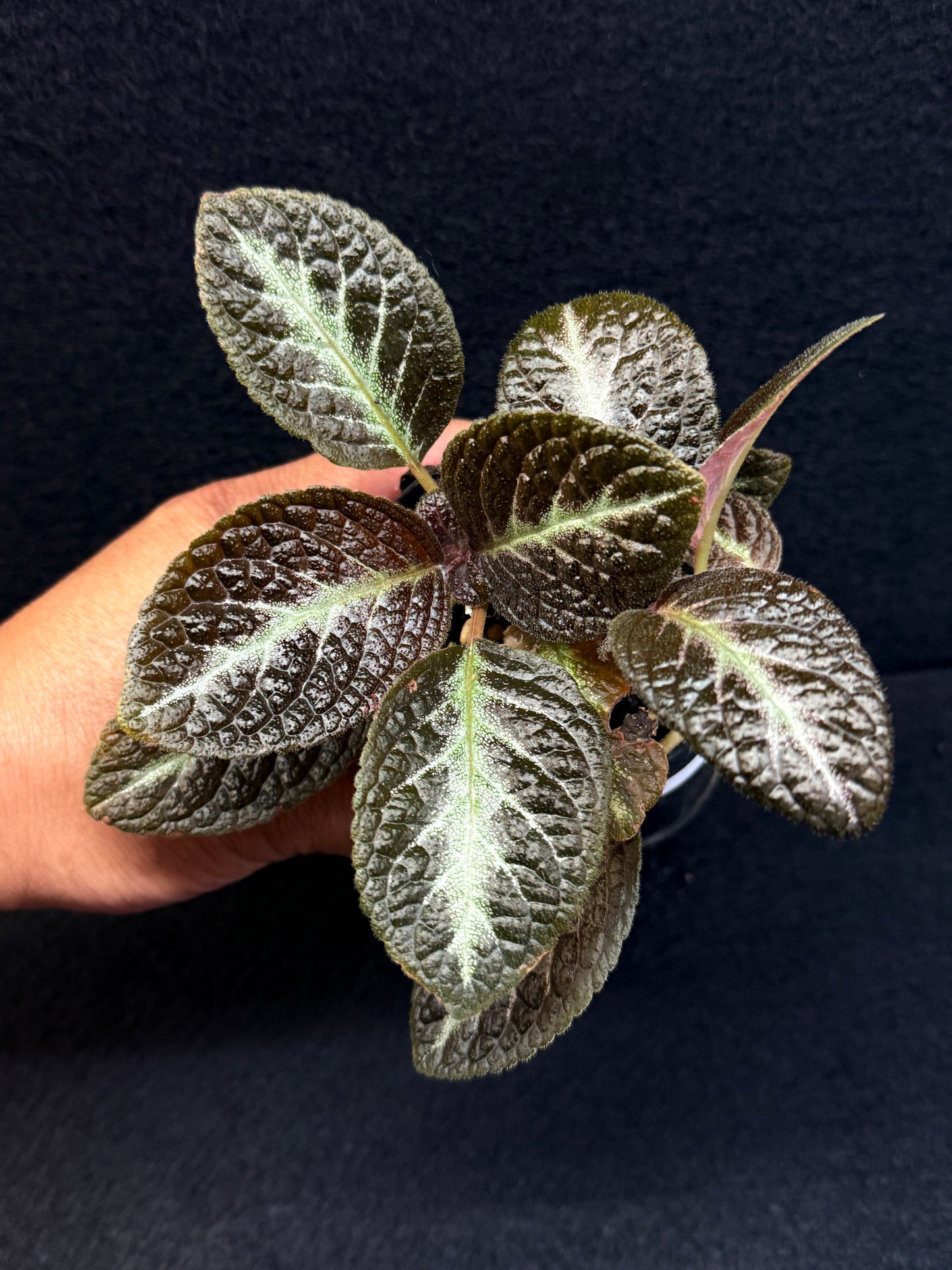 Episcia 'Suomi' - New - Best Pick of the Crop!