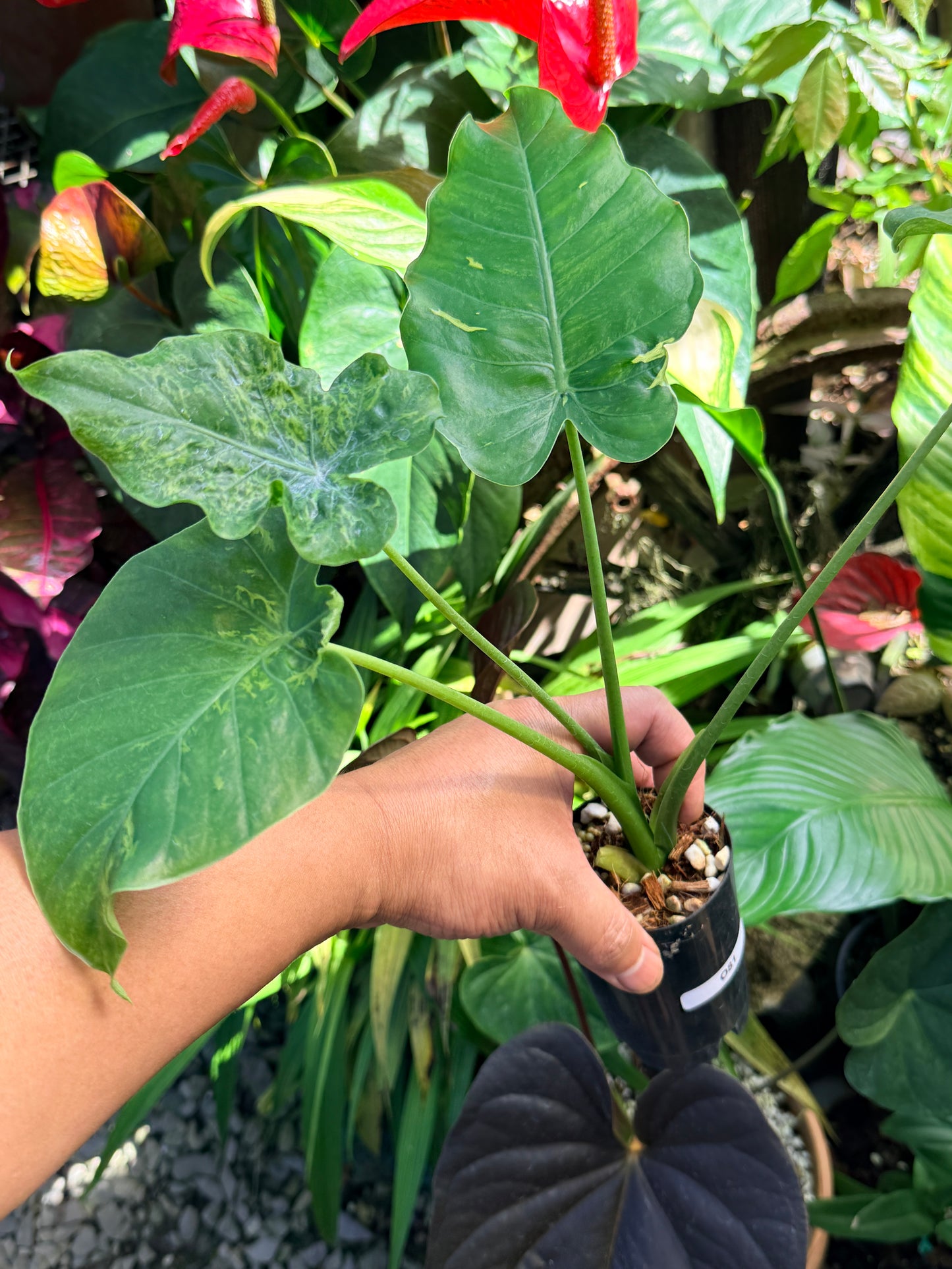 Alocasia gageana 'Aurea Variegated' Mutation O81