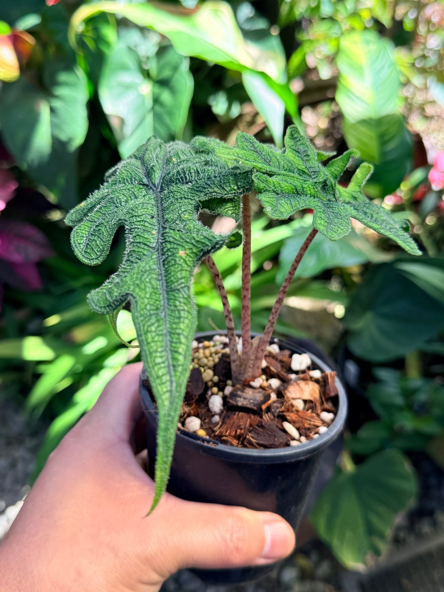 Alocasia 'Jacklyn' O80