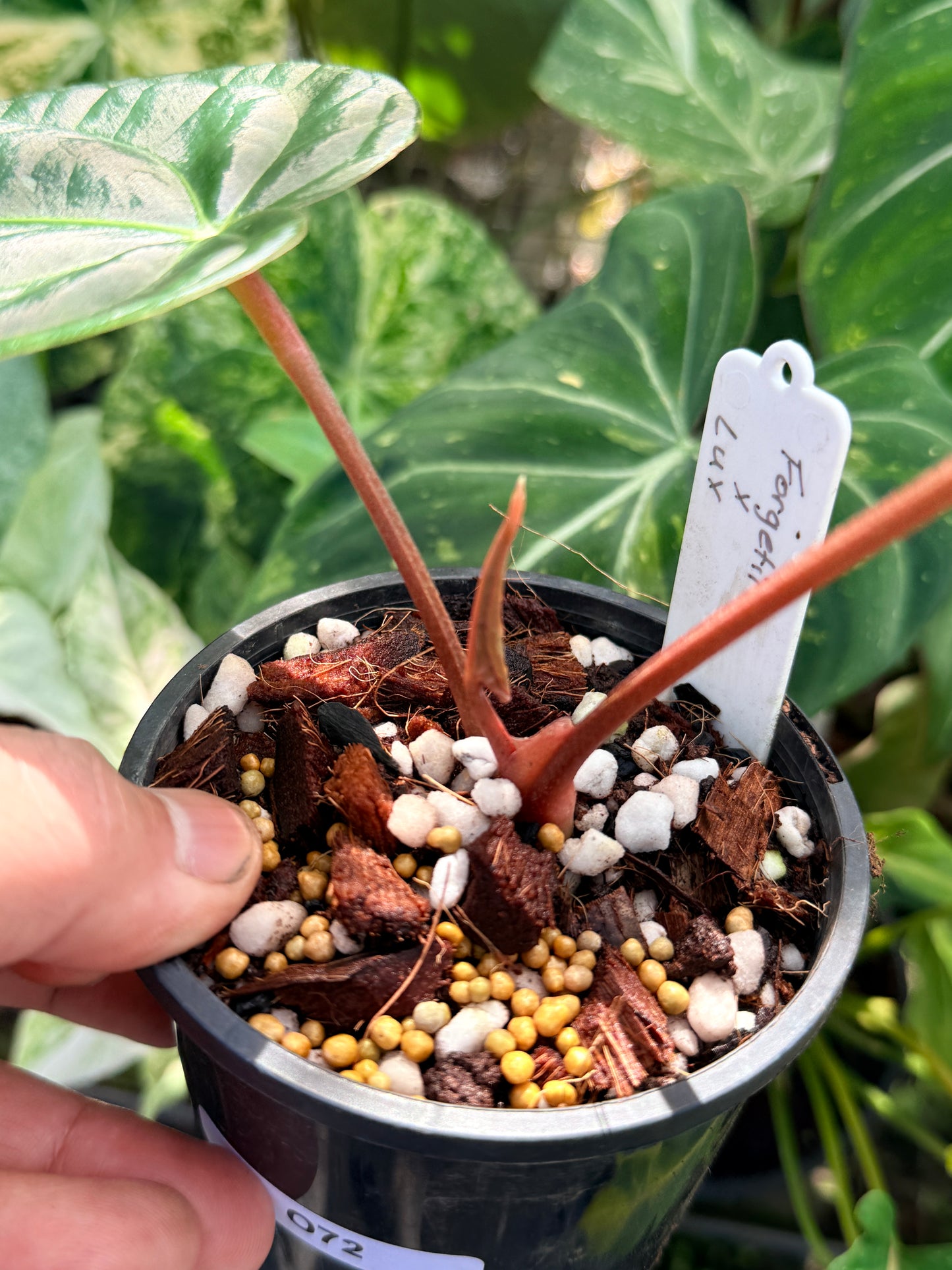 Anthurium Forgetii x Luxurian O72