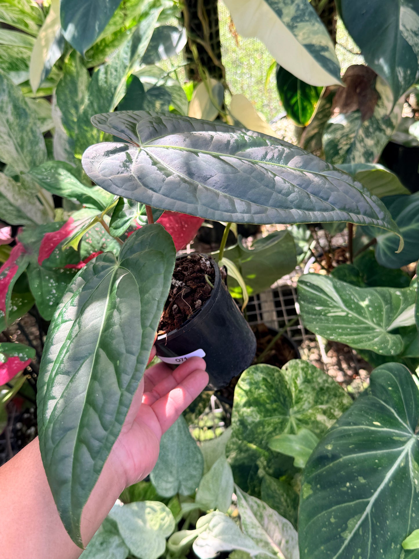 Anthurium Forgetii x Luxurian O69 (LARGE) O71
