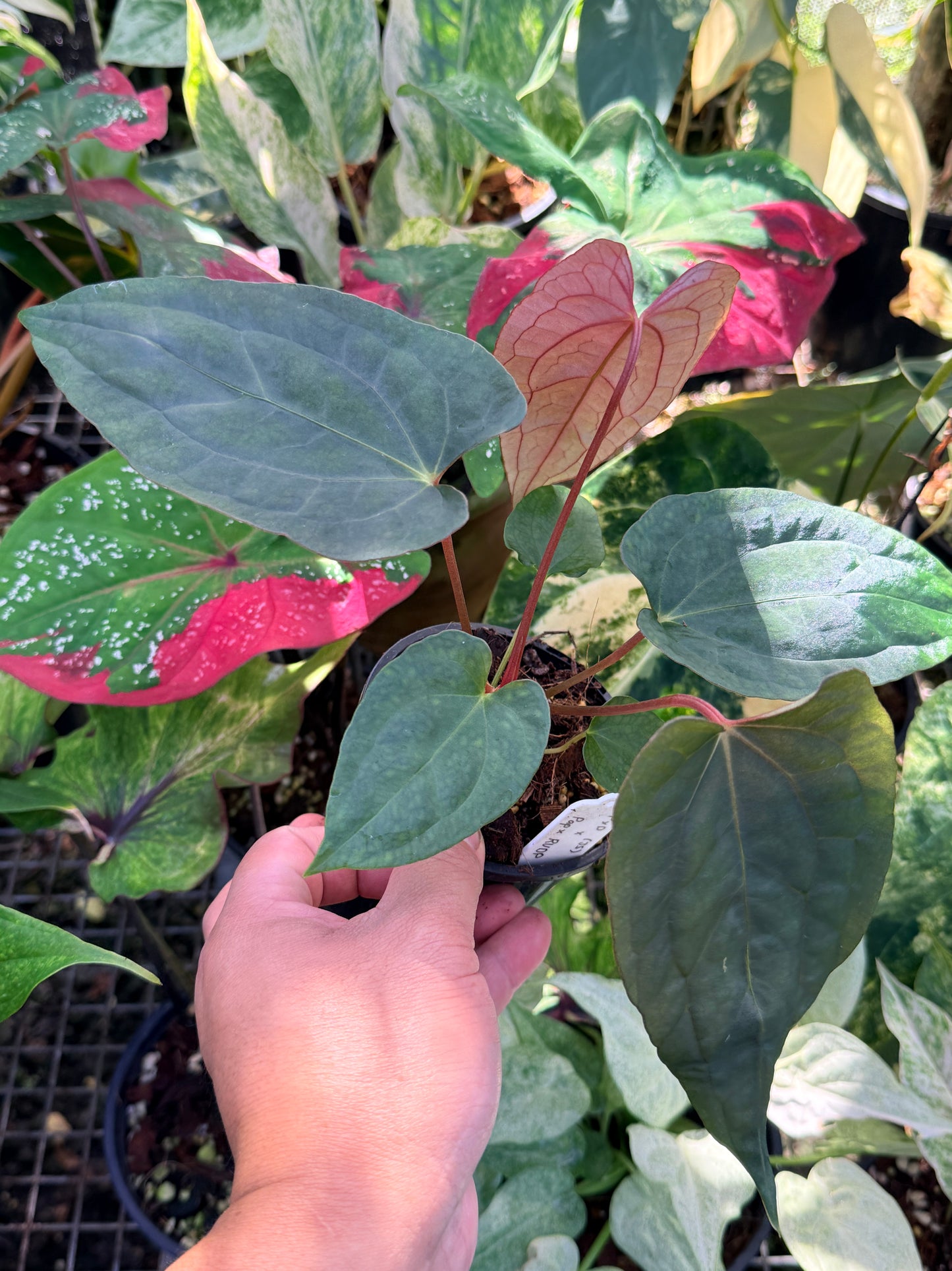 Anthurium Papillilaminum x Dressleri (JS) x Papillilaminum x RVDP O75