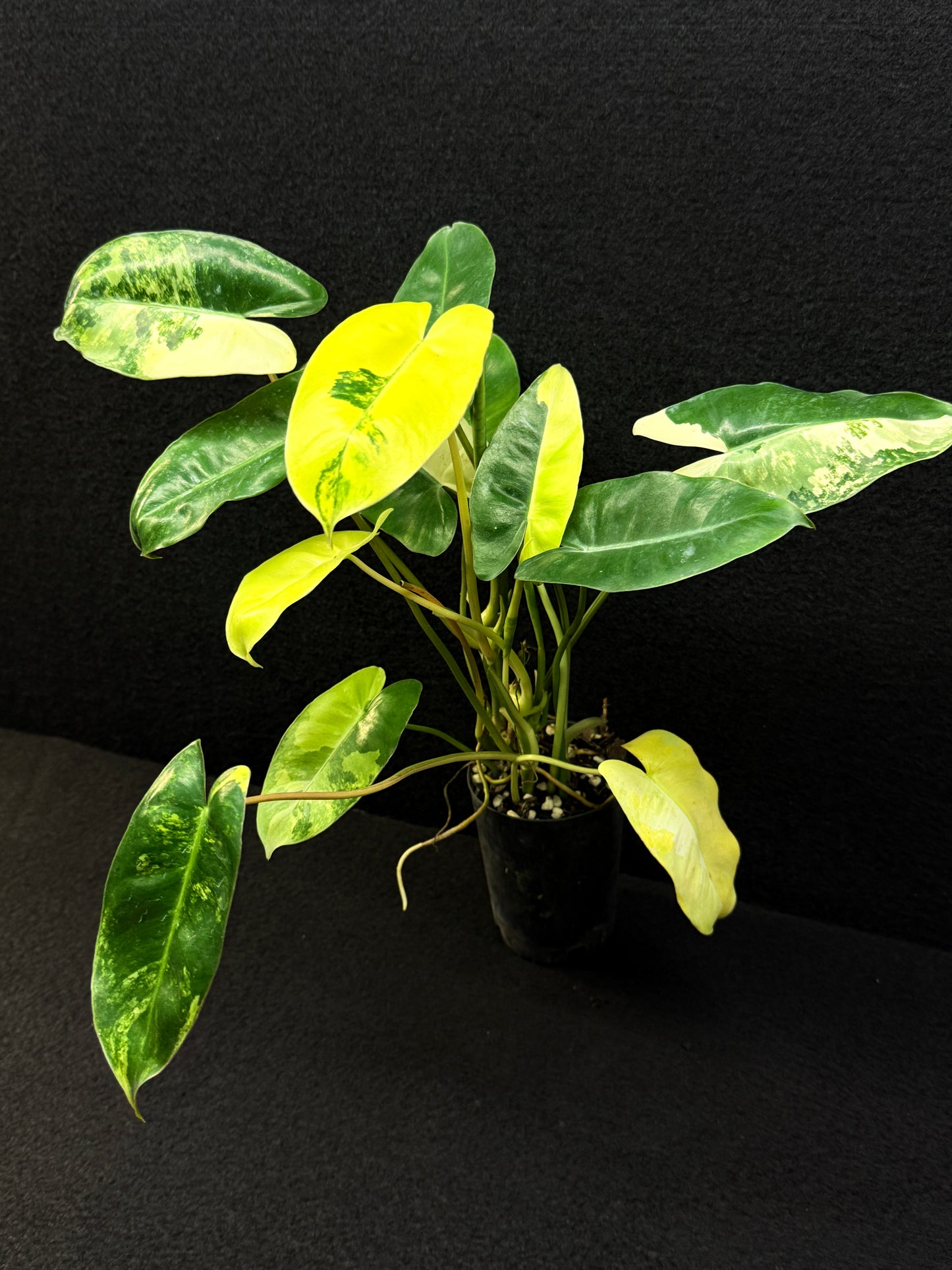 Philodendron Burle Marx Variegata - Best Pick of the Crop!