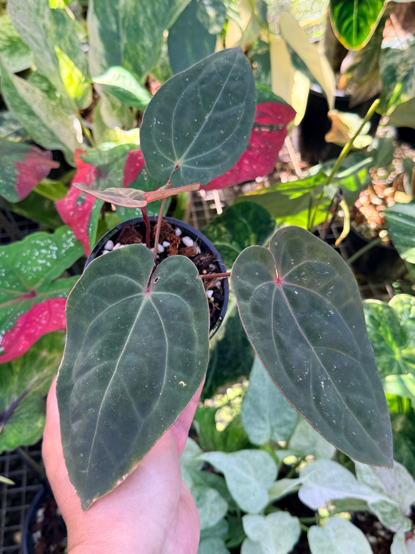 Anthurium hoffmannii 'Red Sinus' aka Blood Moon O76