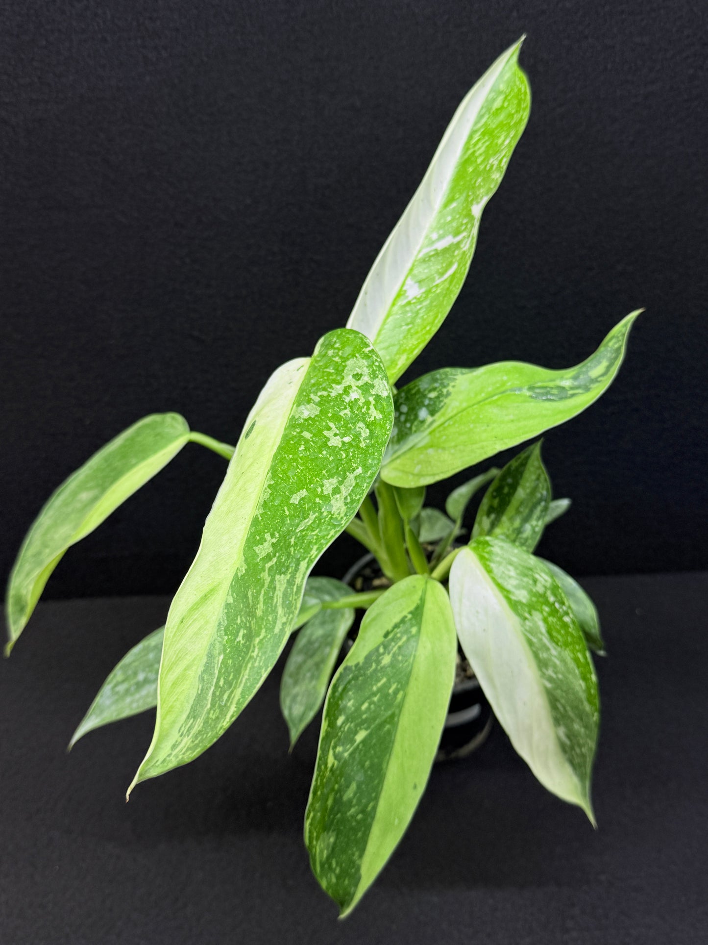 Philodendron 'Jose Buono' - NONTC Double Headed E2