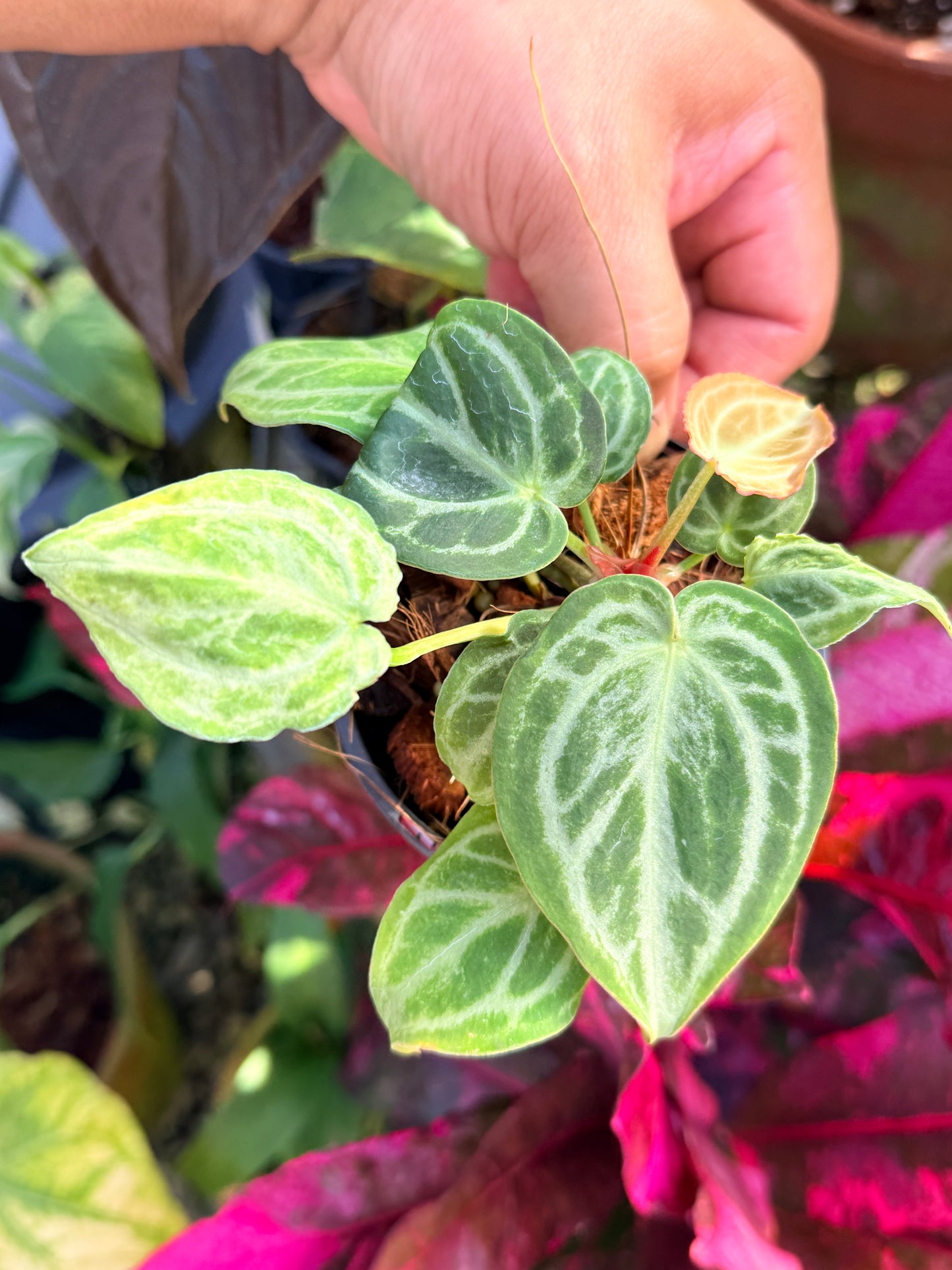 Anthurium crystallinum 'Dorayaki Miniature' O77