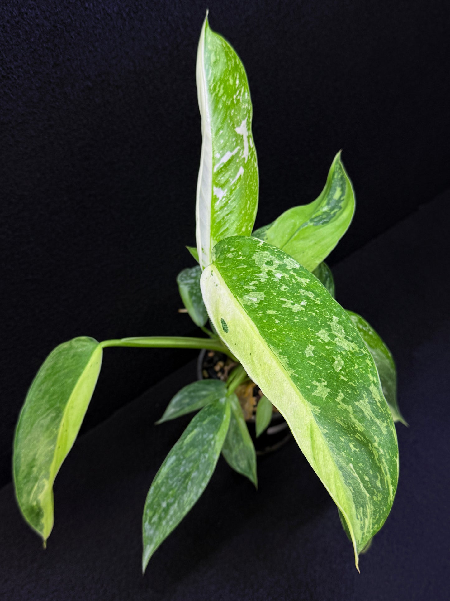 Philodendron 'Jose Buono' - NONTC Double Headed E2